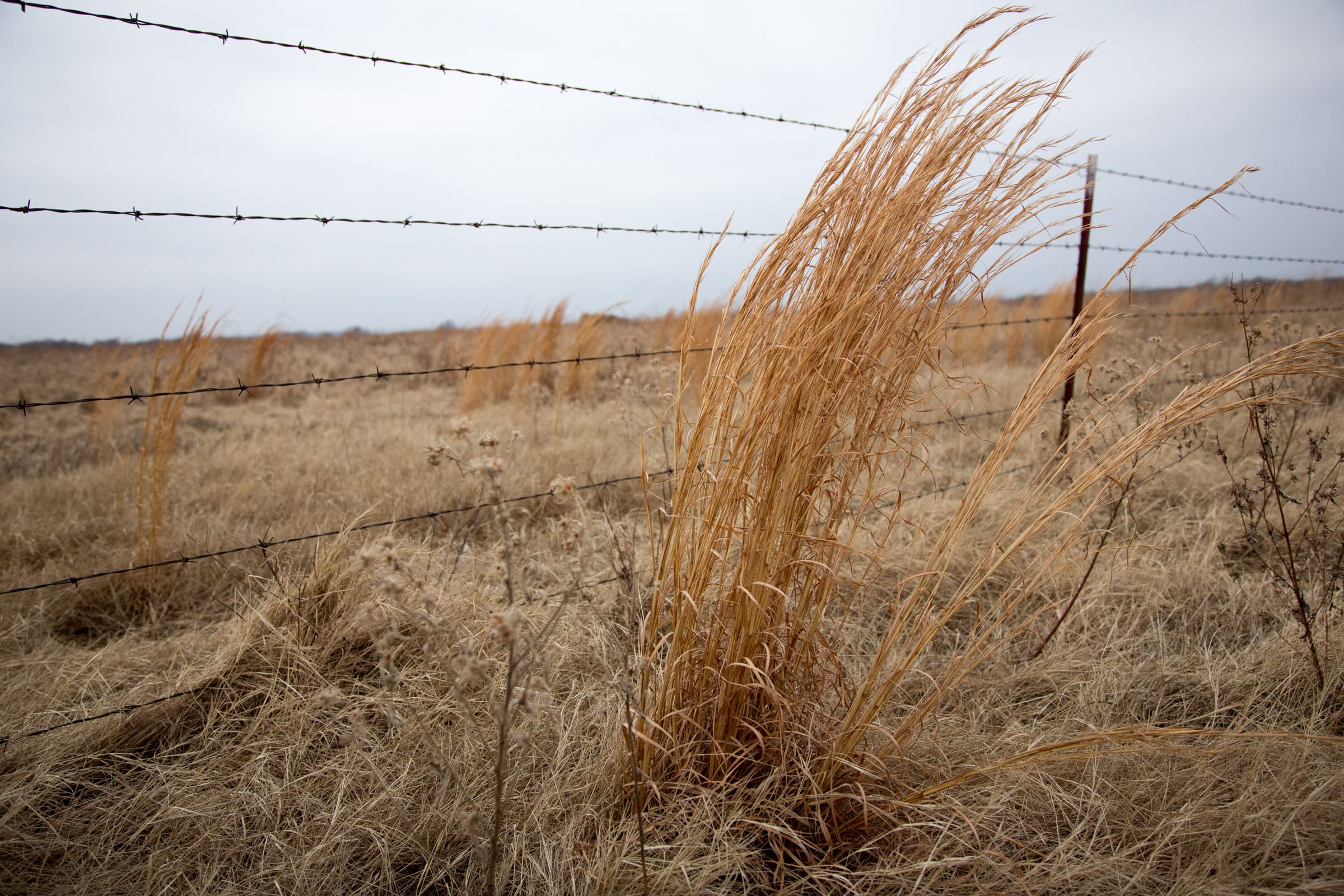 Canadian Plains photo 5