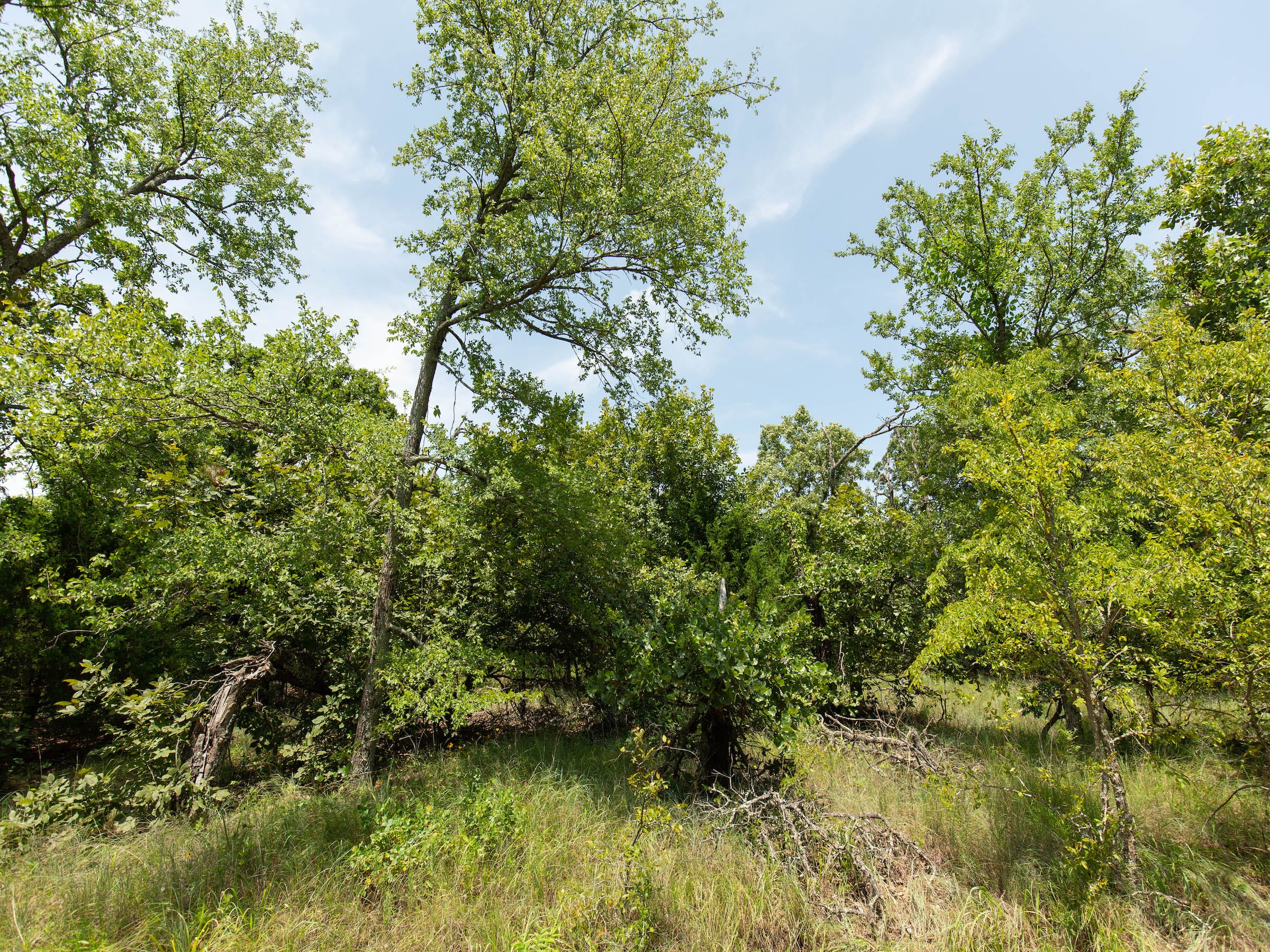 Timber Ridge photo 10