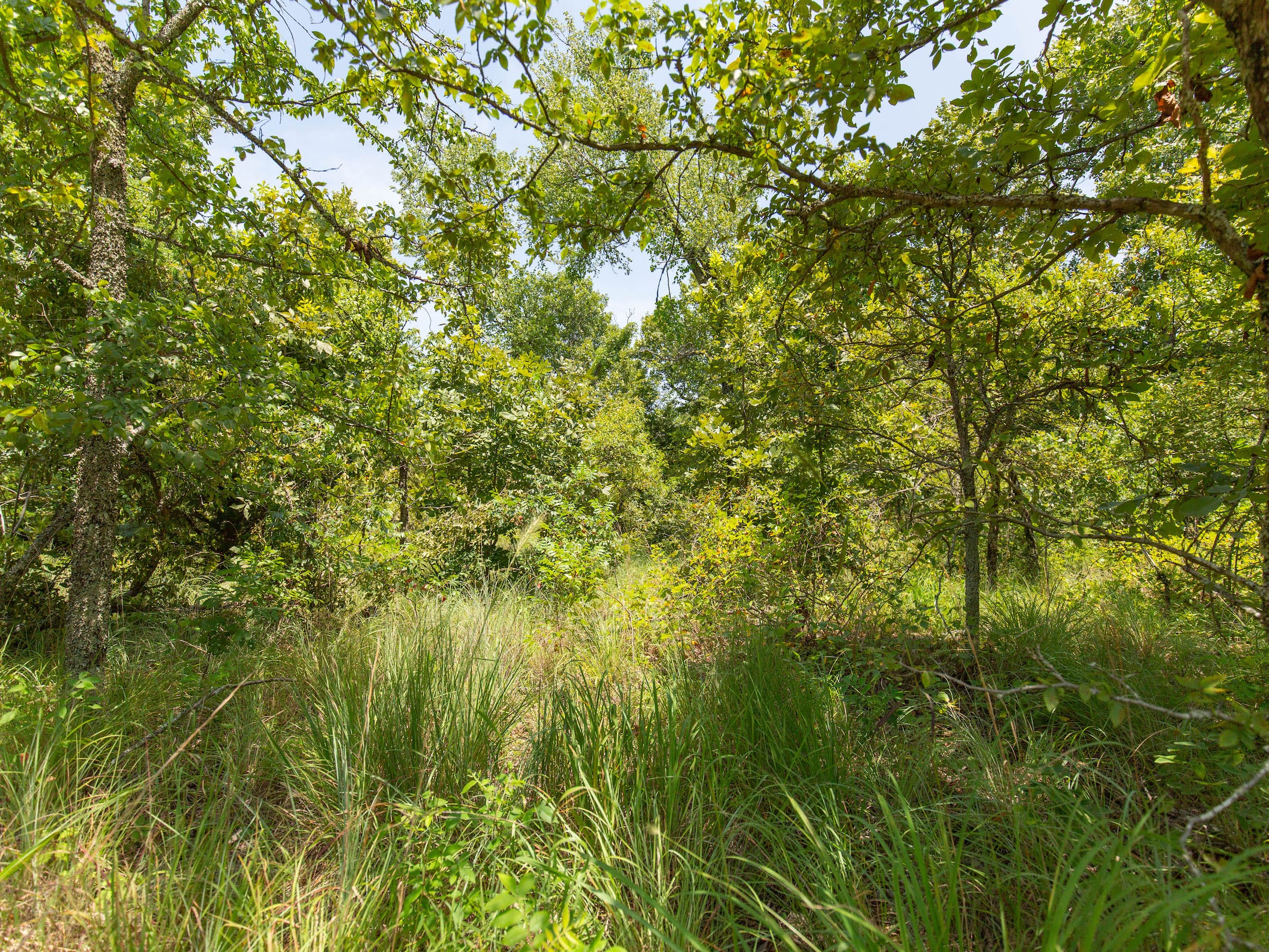 Timber Ridge photo 8