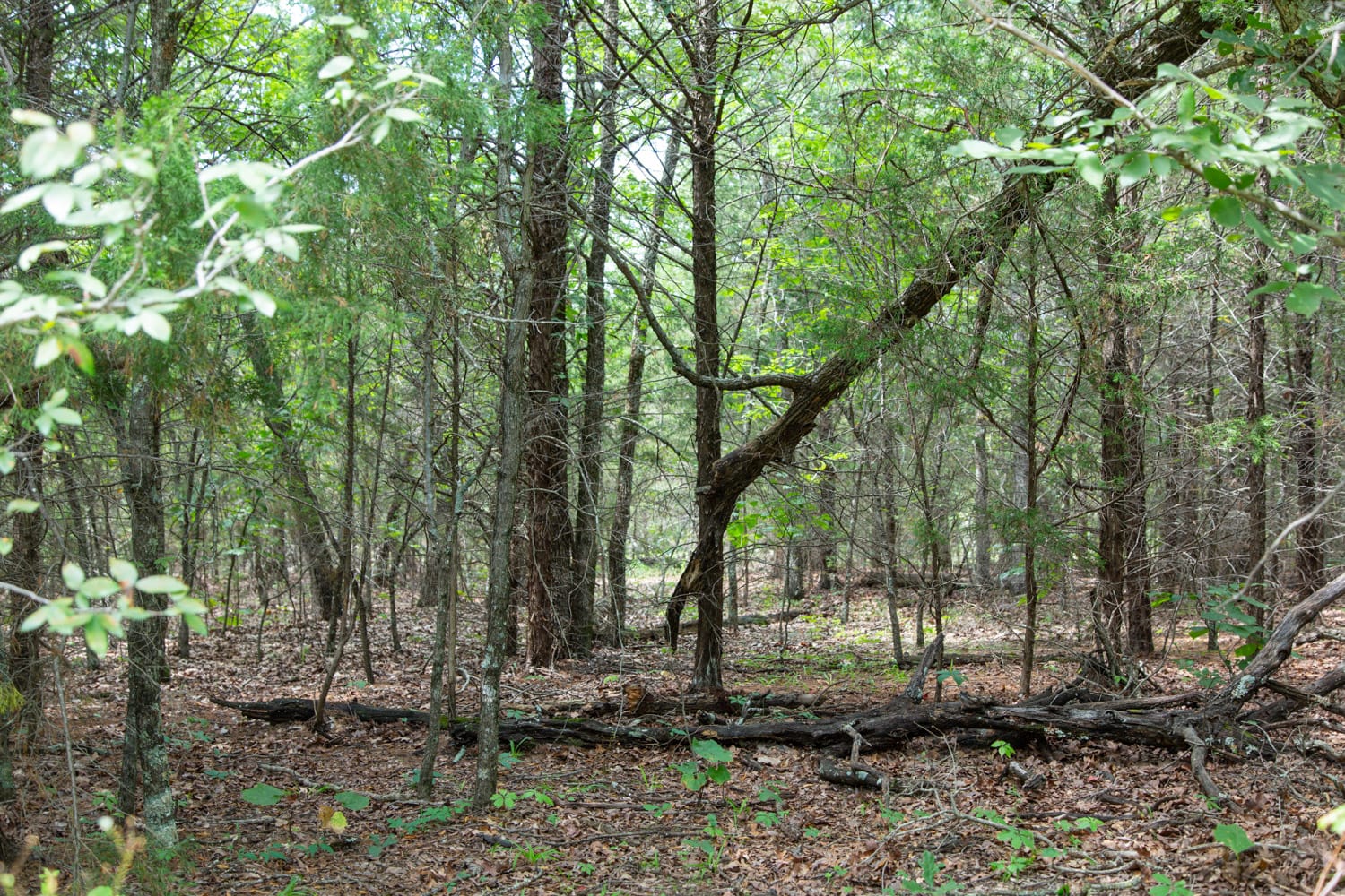 Timber Ridge photo 14