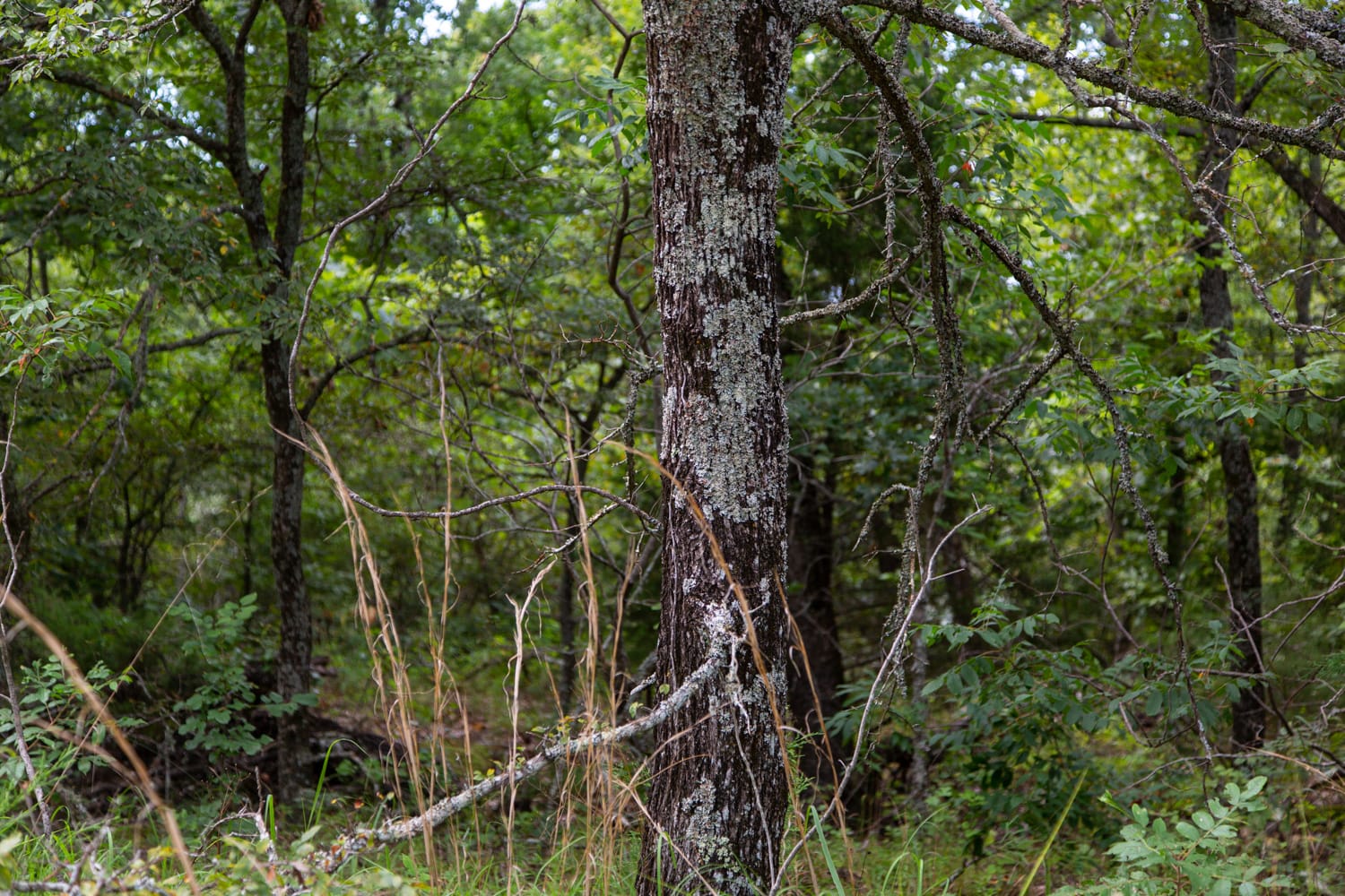 Timber Ridge photo 18