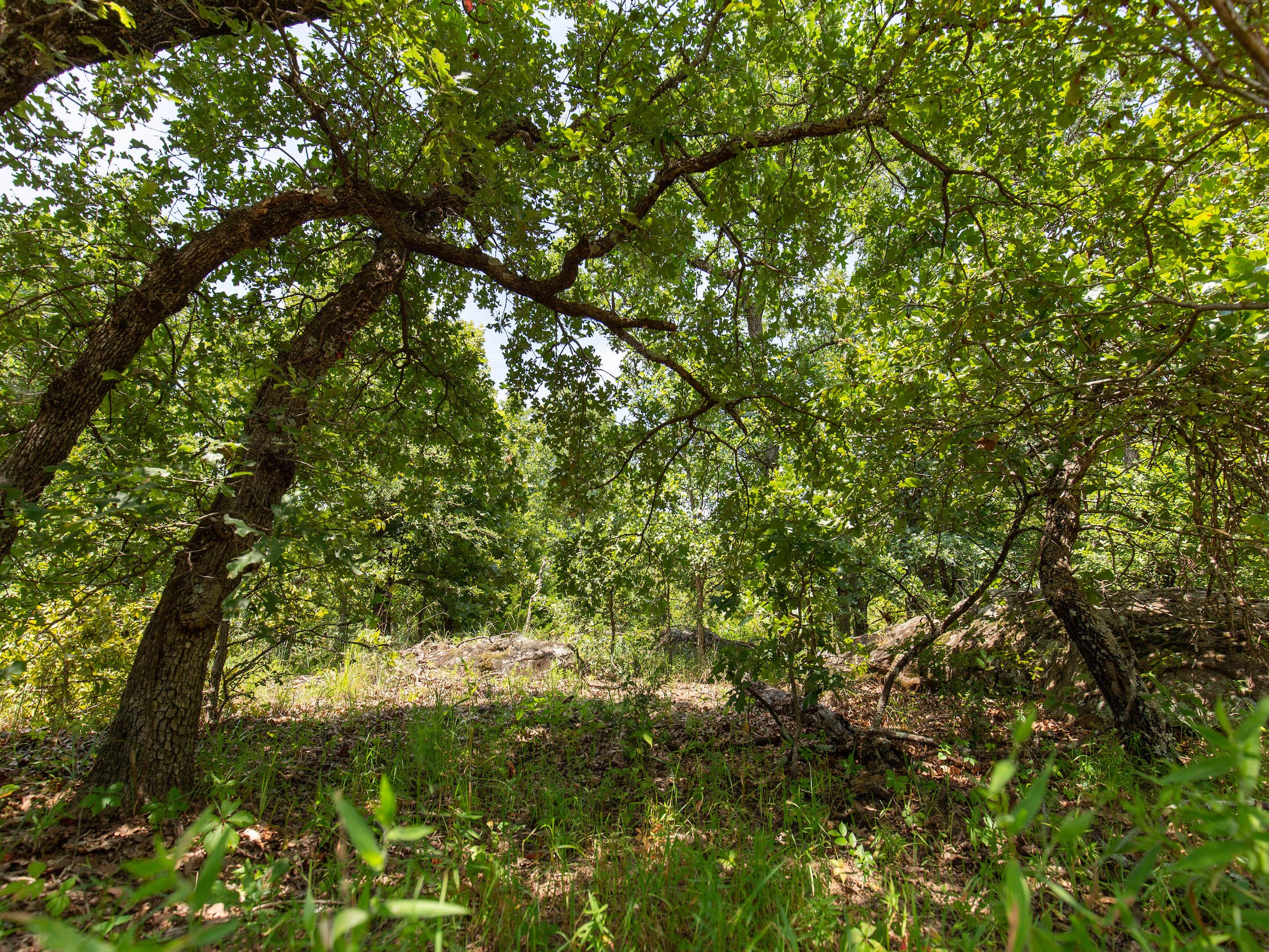 Timber Ridge photo 11