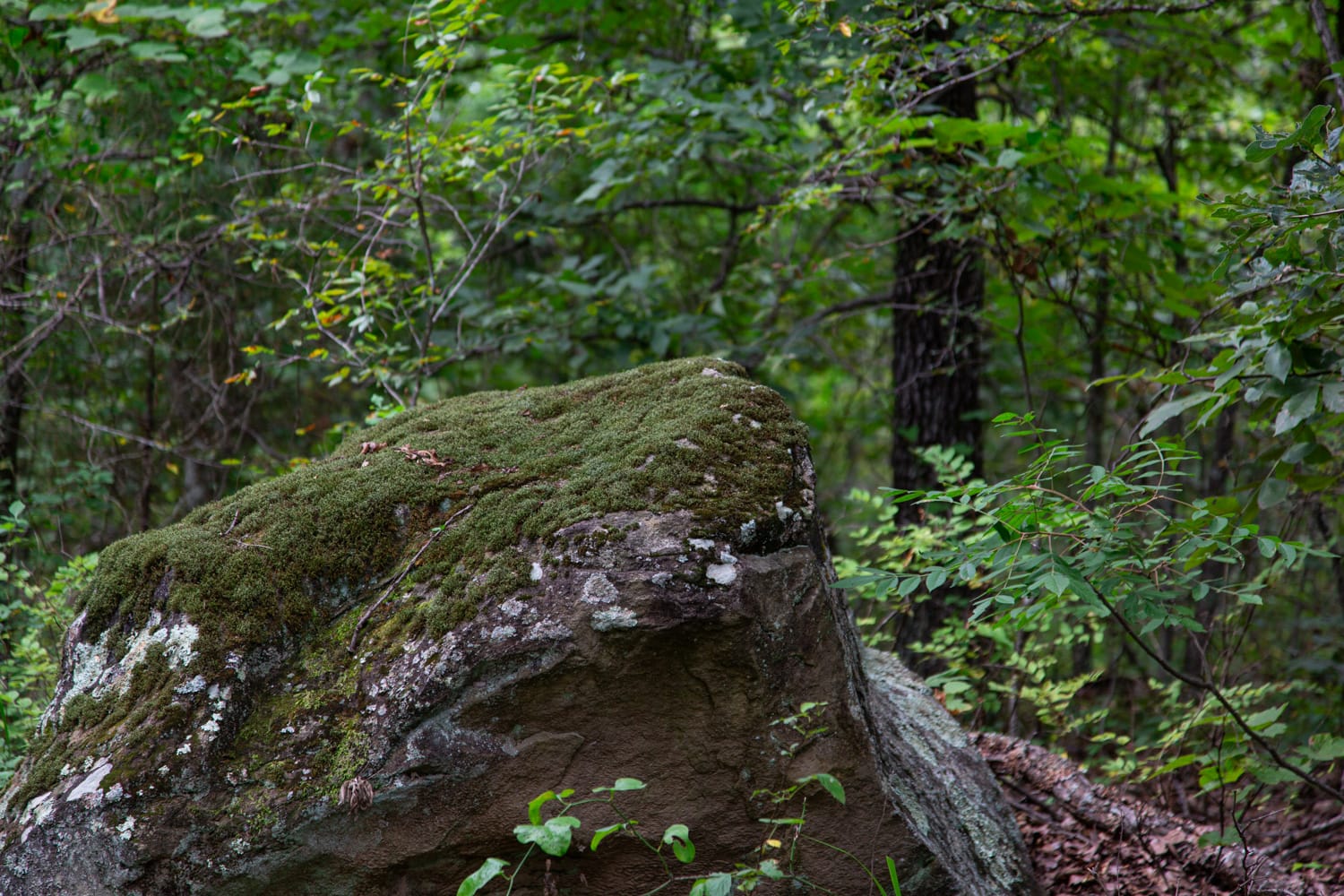 Timber Ridge photo 19