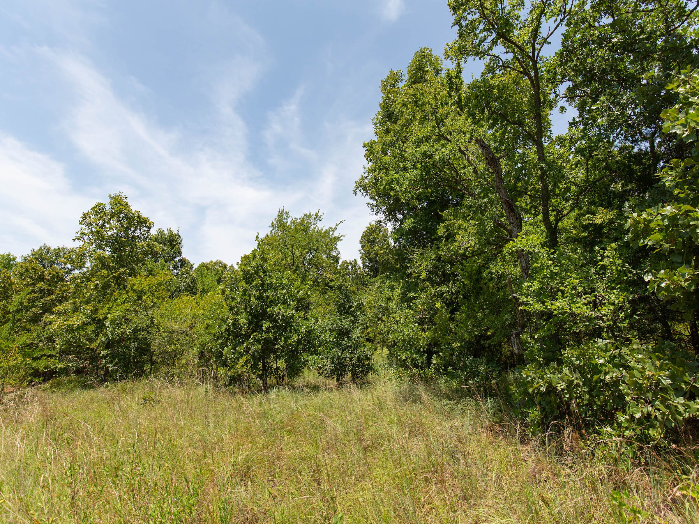 Timber Ridge photo 7