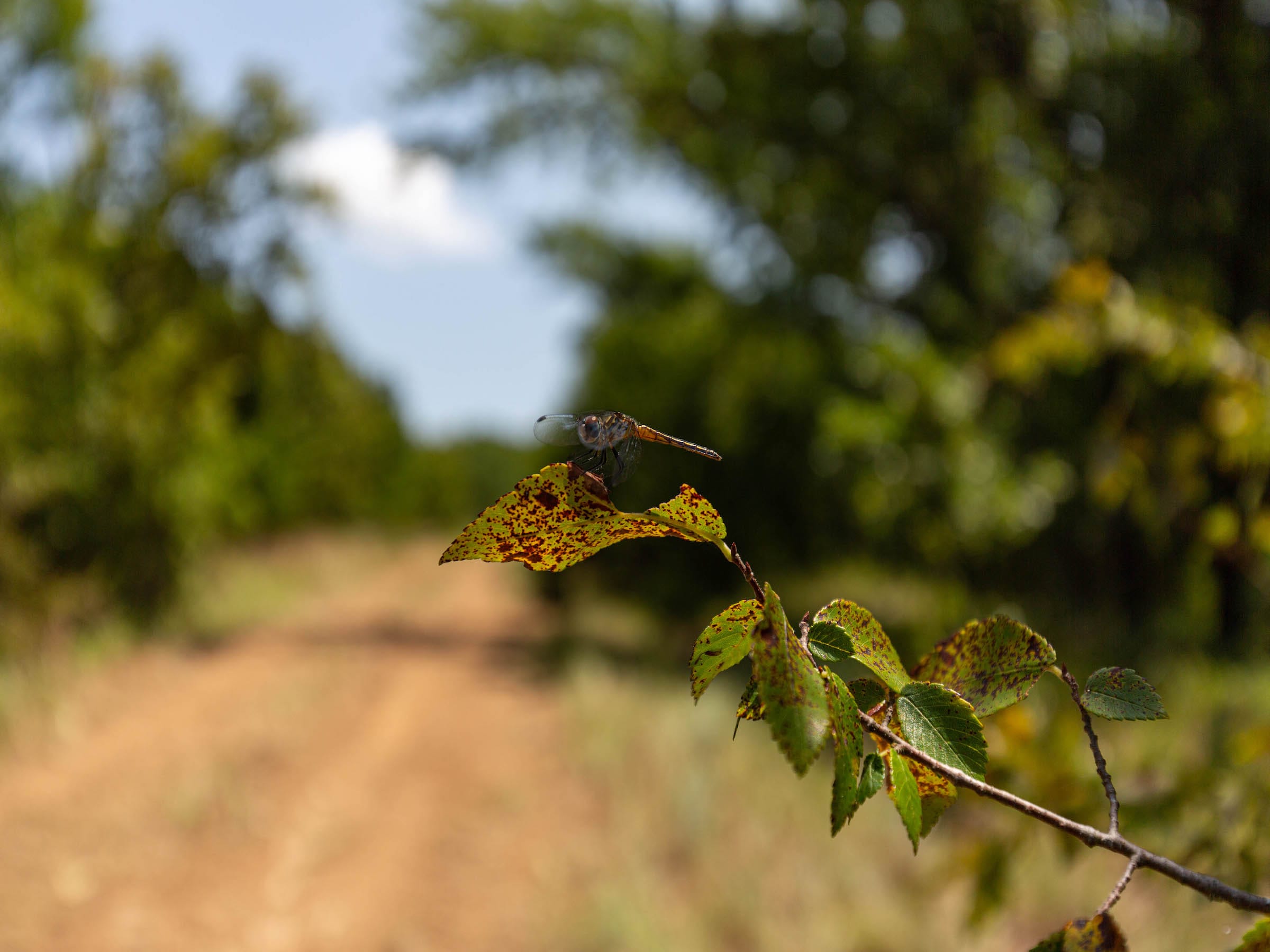 Timber Ridge photo 6