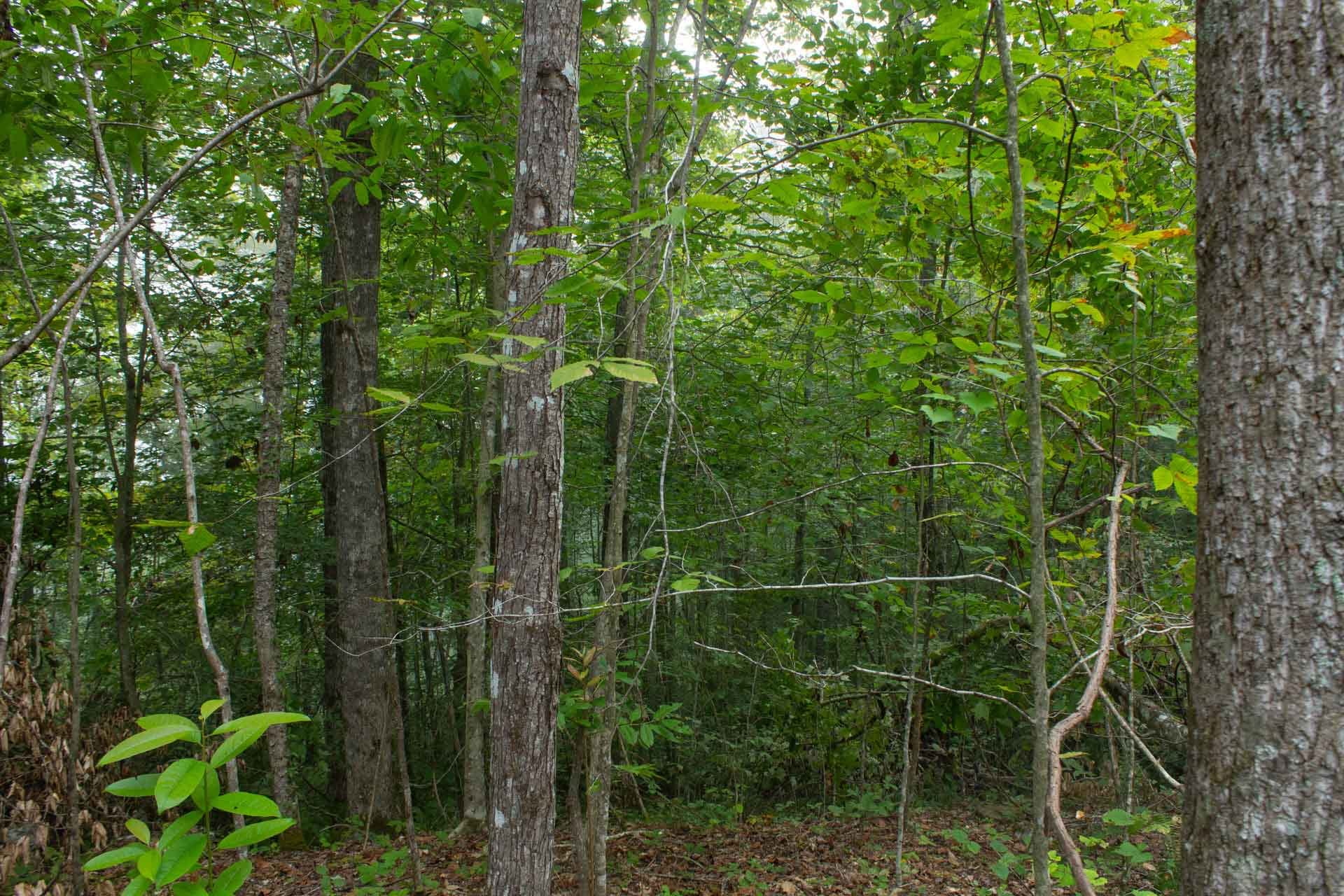 Bluegrass Ridge photo 10