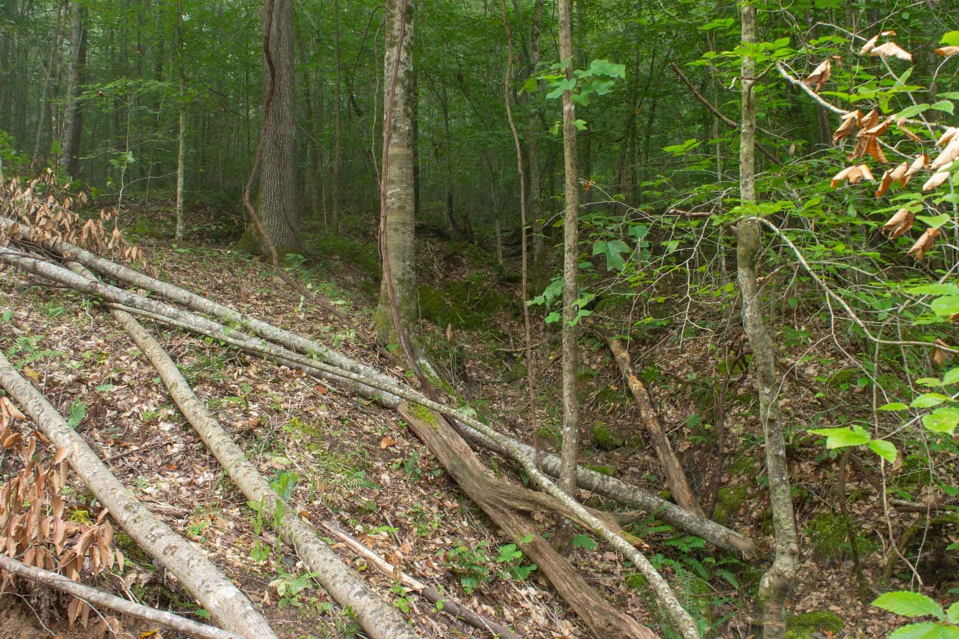 Bluegrass Ridge photo 9