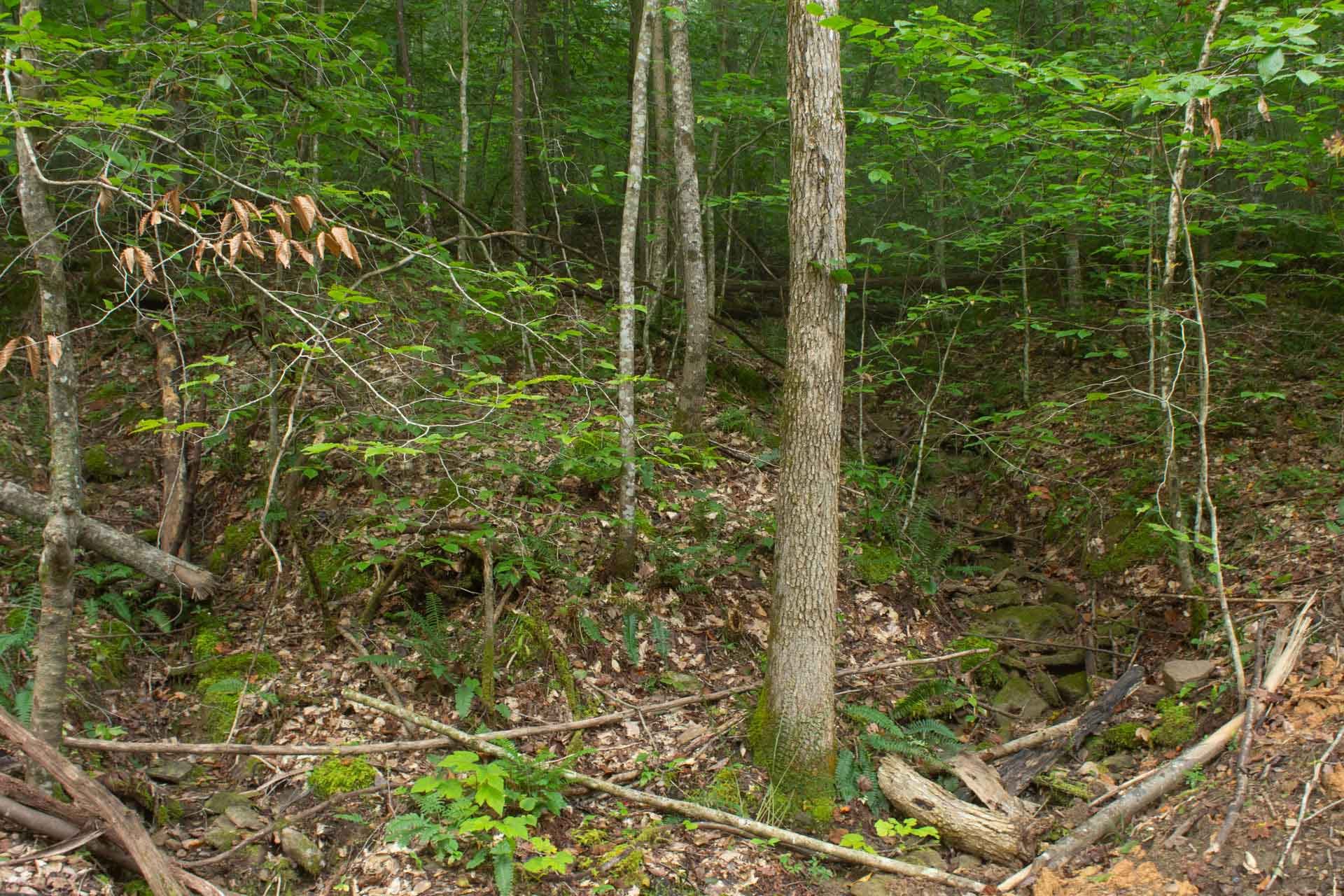 Bluegrass Ridge photo 8