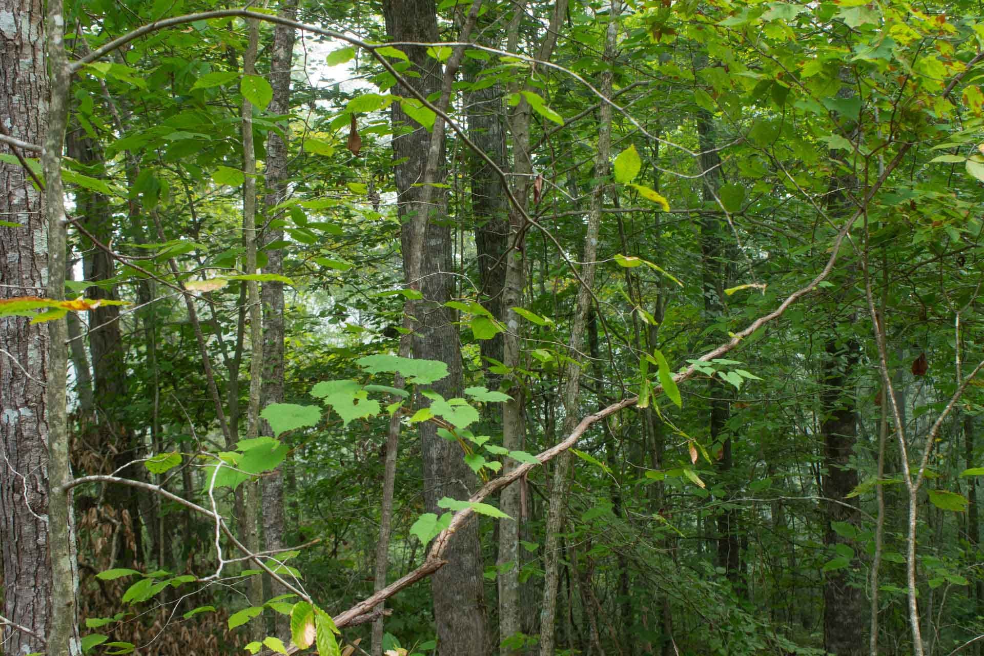 Bluegrass Ridge photo 11
