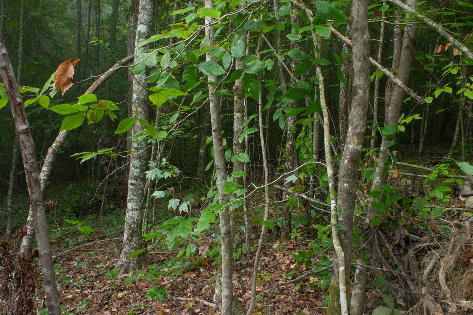 Bluegrass Ridge photo 12