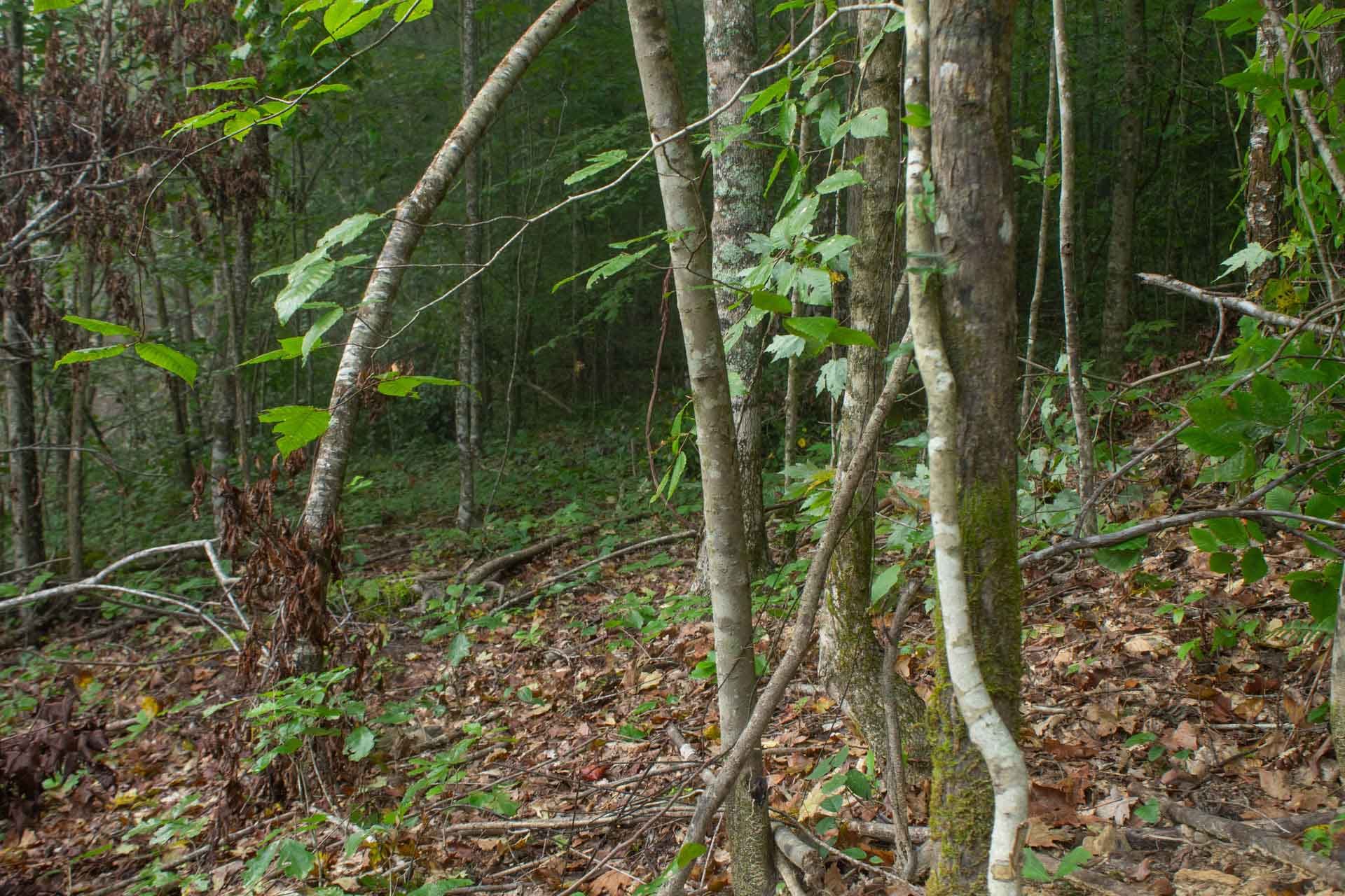Bluegrass Ridge photo 14