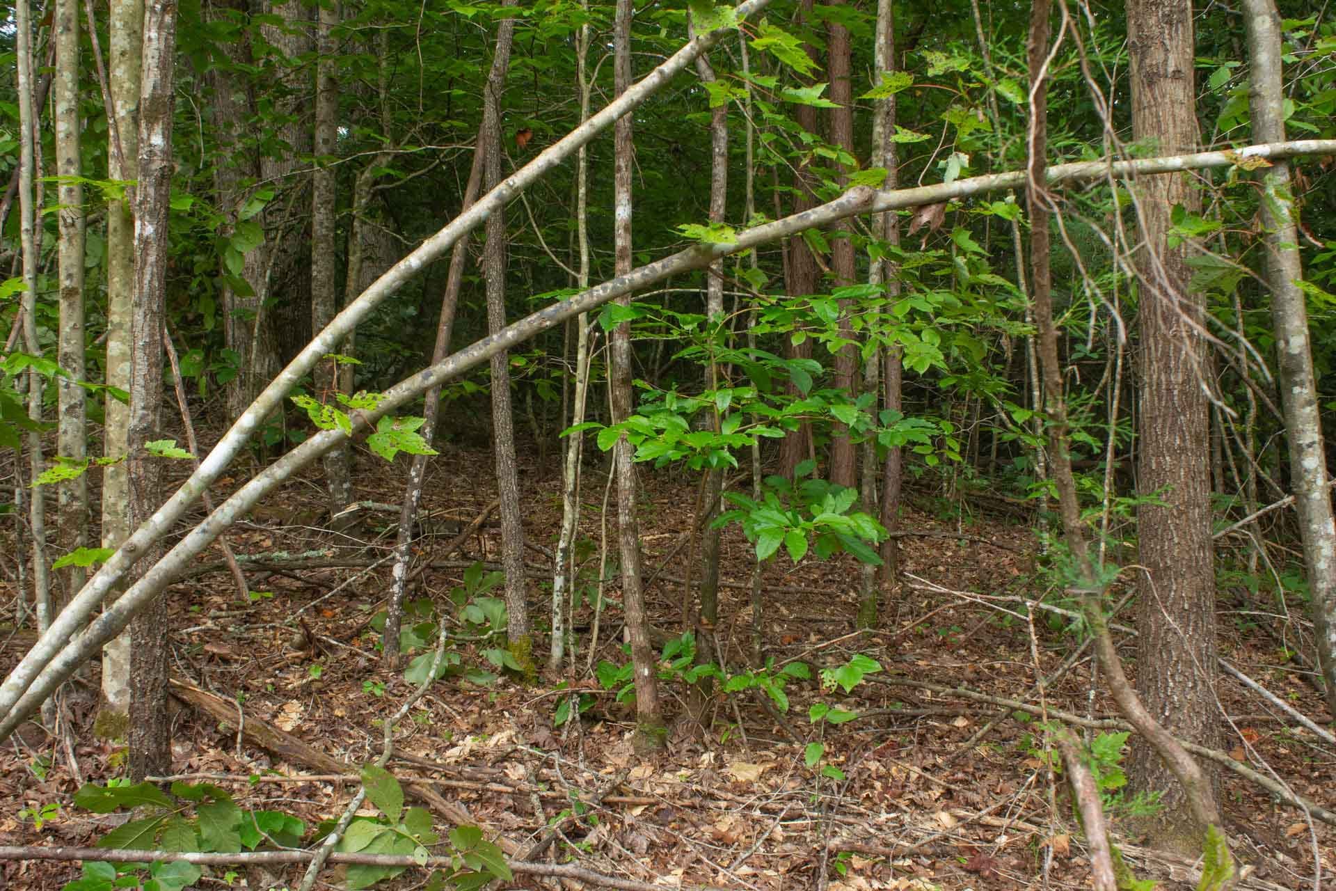 Bluegrass Ridge photo 15