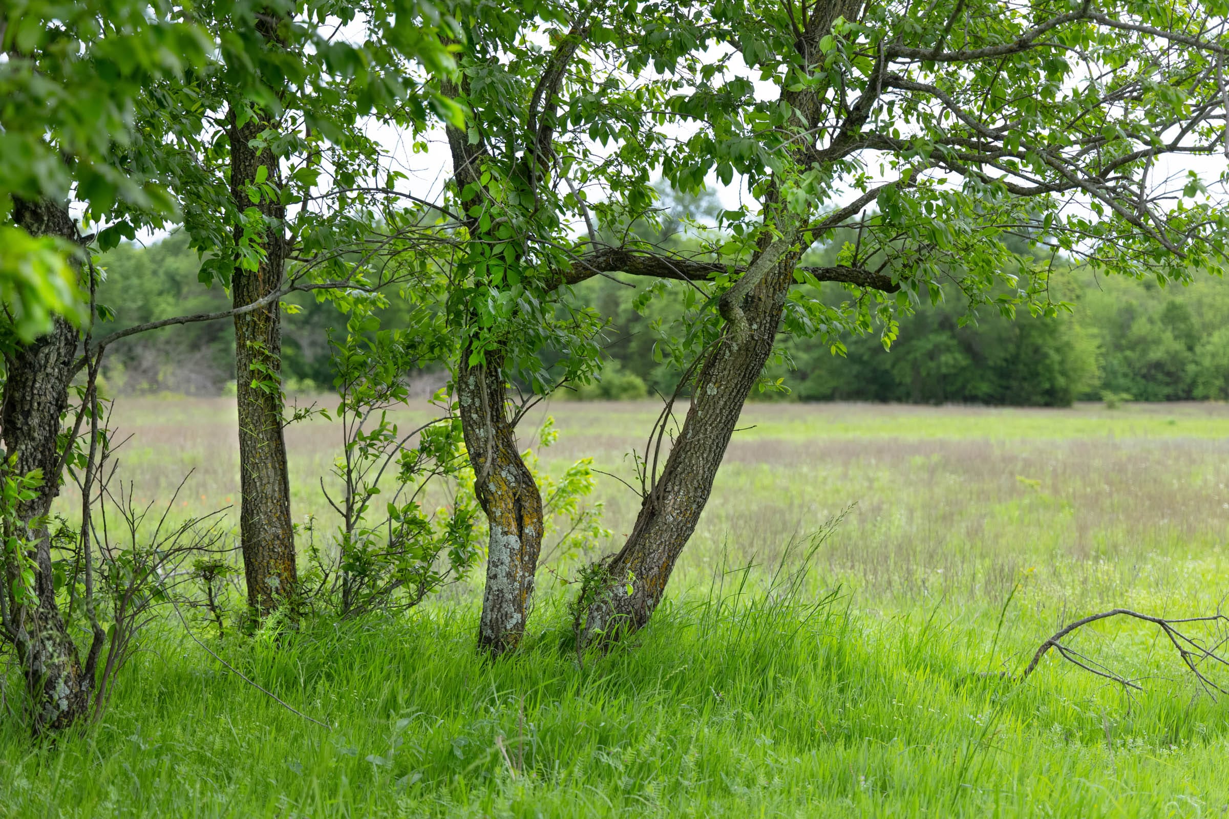 Harmony Hills photo 11