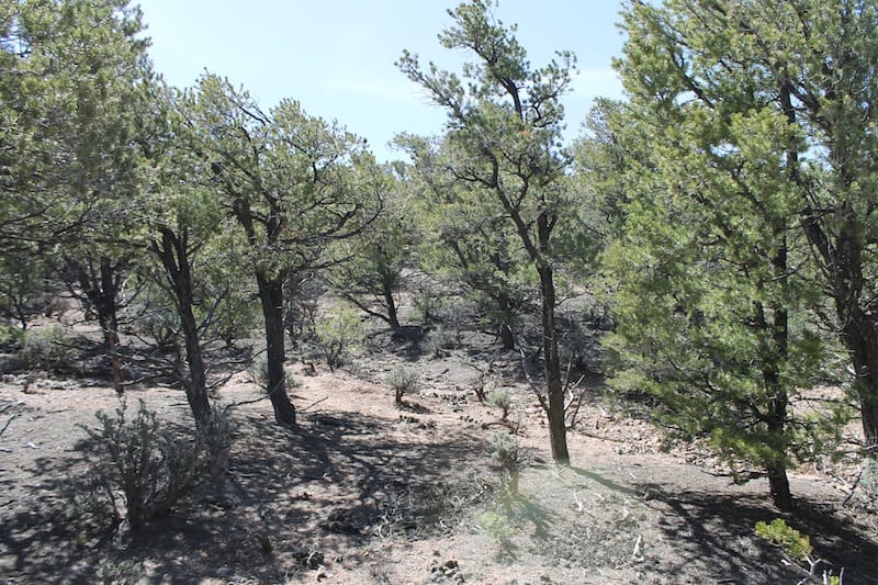 Sangre de Cristo Ranches photo 10