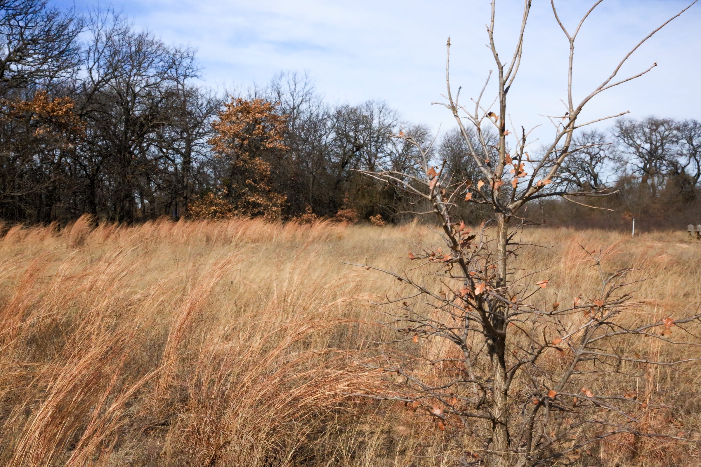 Legacy Ranch photo 14