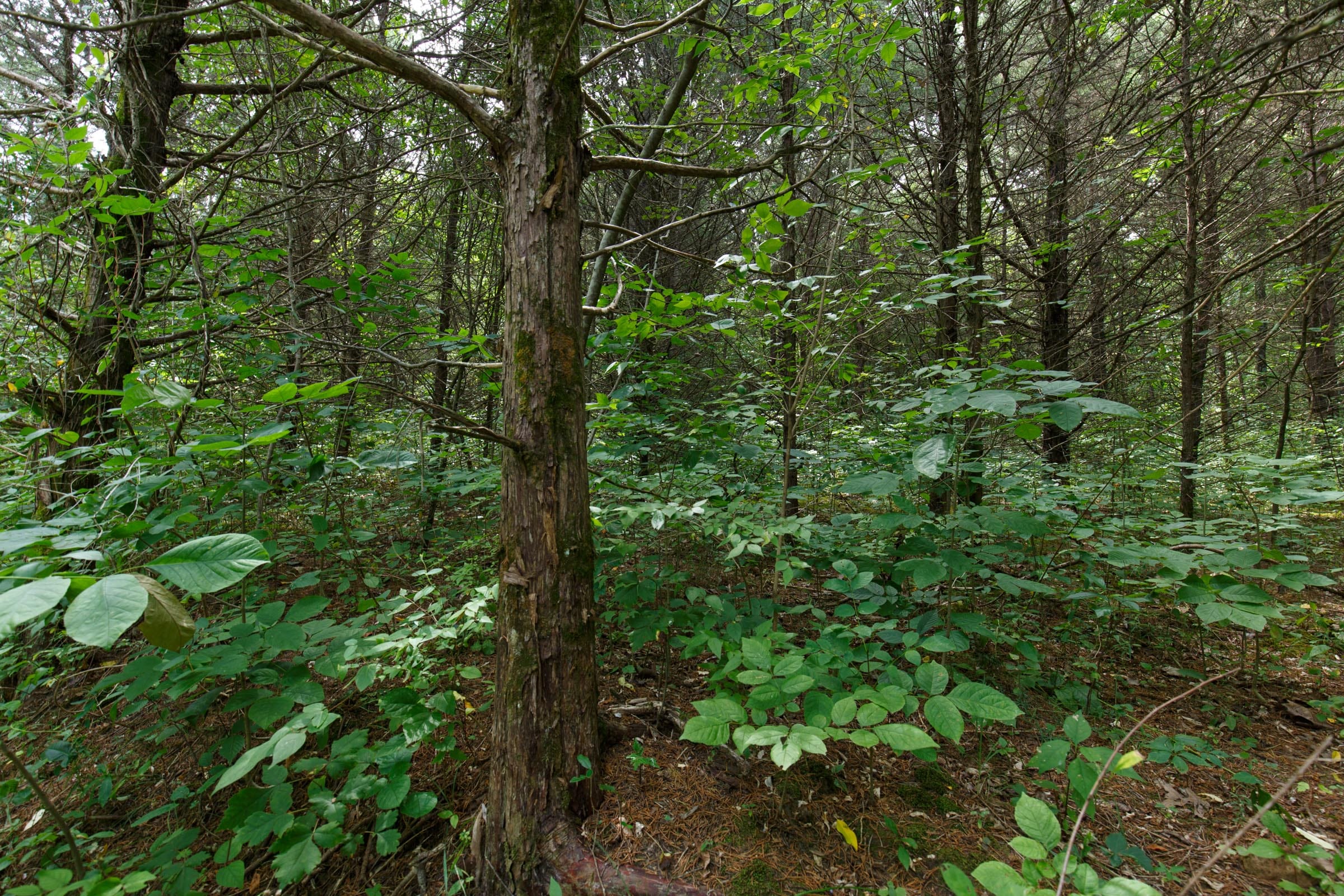 Spring Lake photo 13