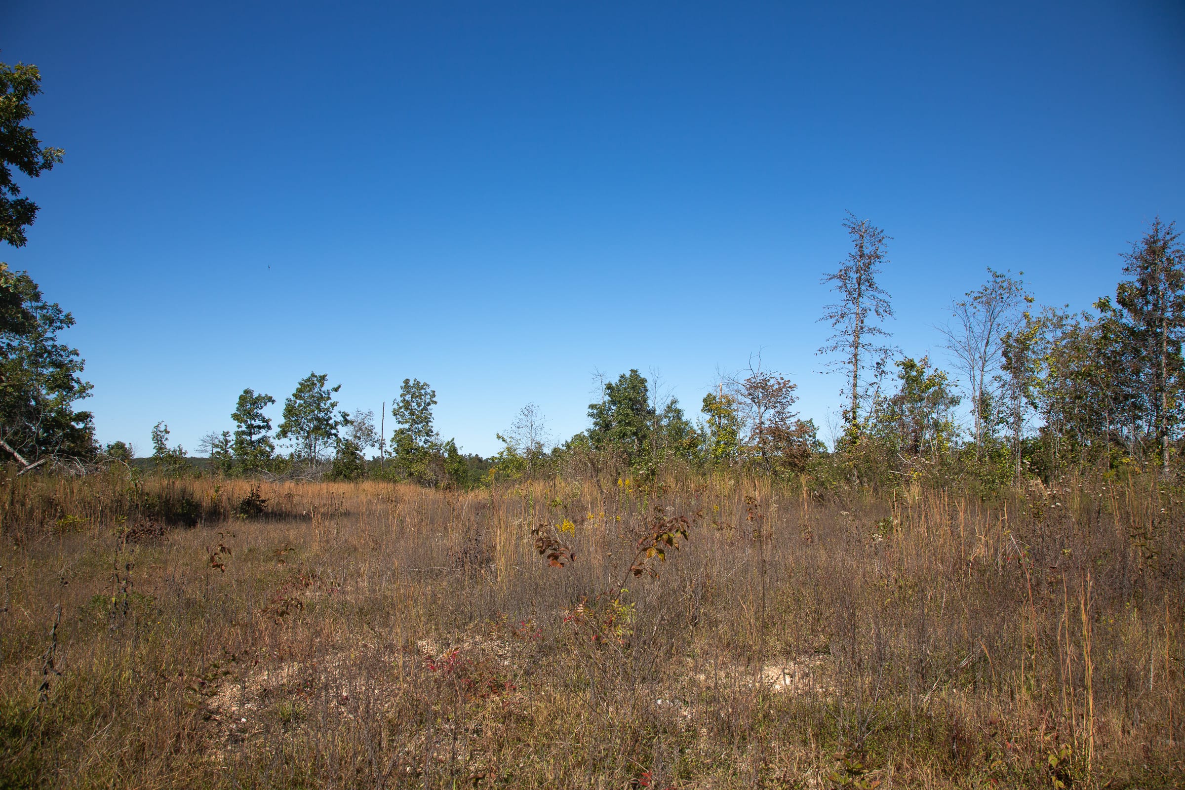 Borgmann’s Hollow Phase IV photo 3