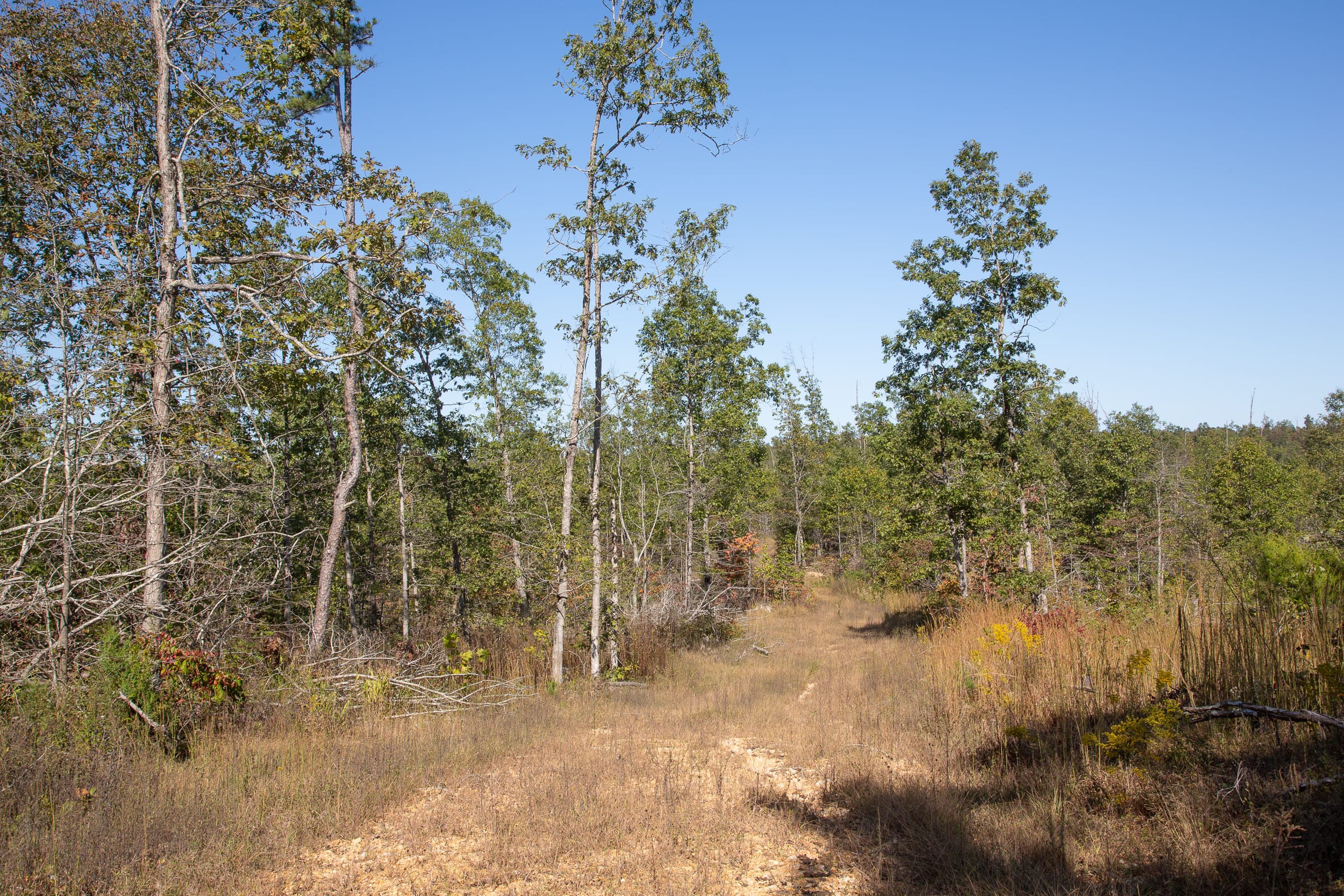 Borgmann’s Hollow Phase IV photo 7