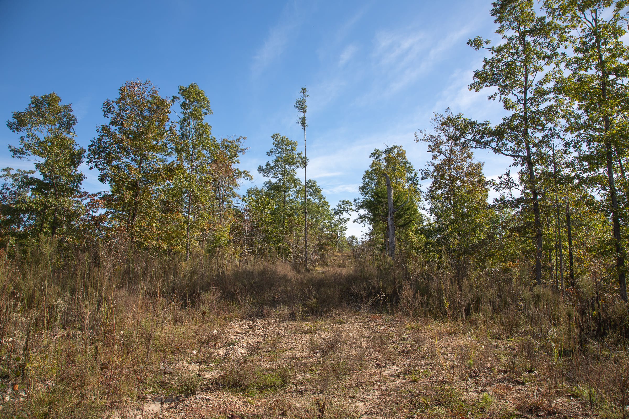 Borgmann’s Hollow Phase IV photo 13