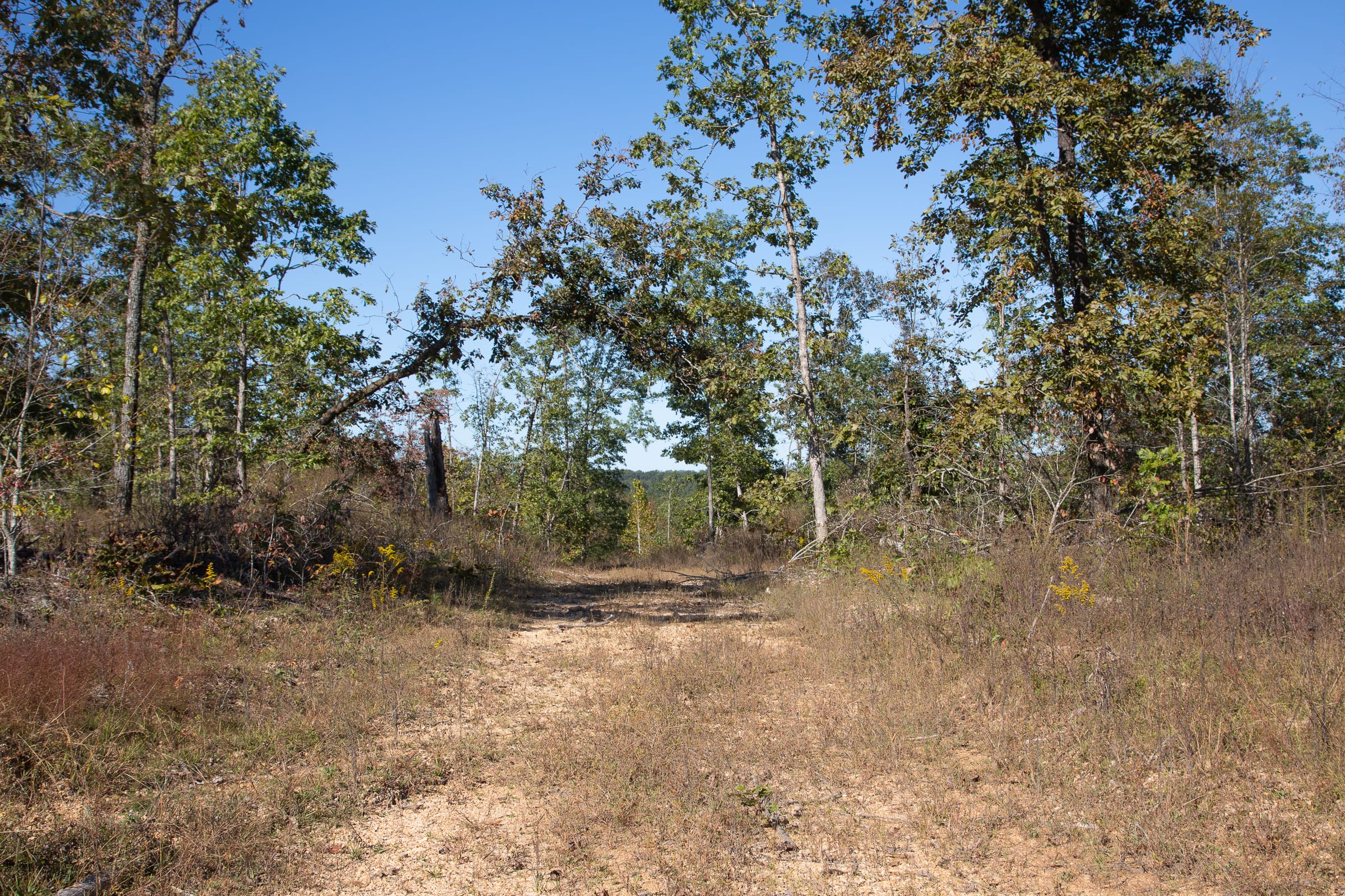 Borgmann’s Hollow Phase IV photo 6