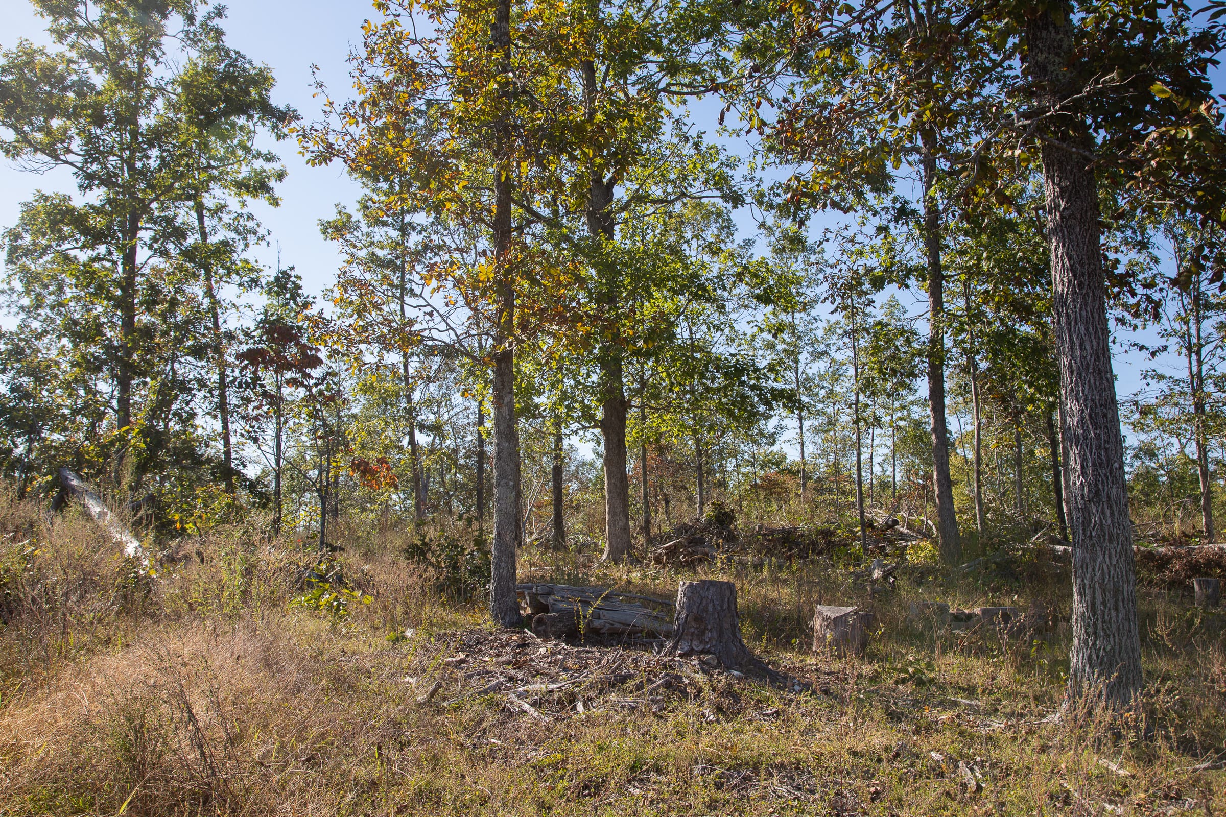 Borgmann’s Hollow Phase IV photo 10