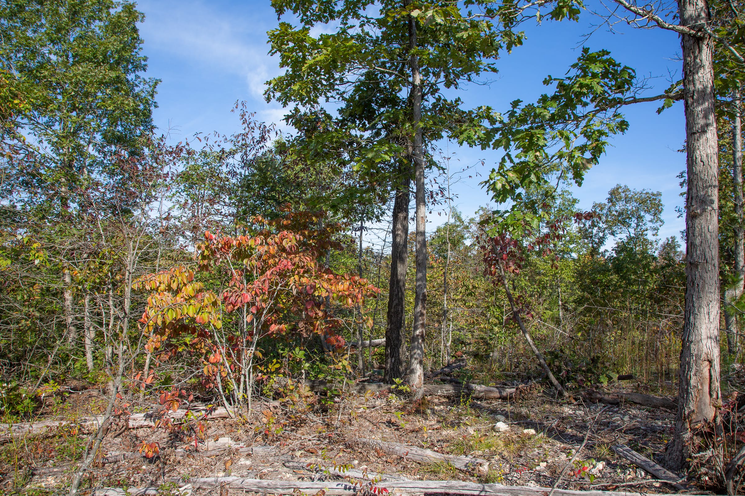 Borgmann’s Hollow Phase IV photo 12