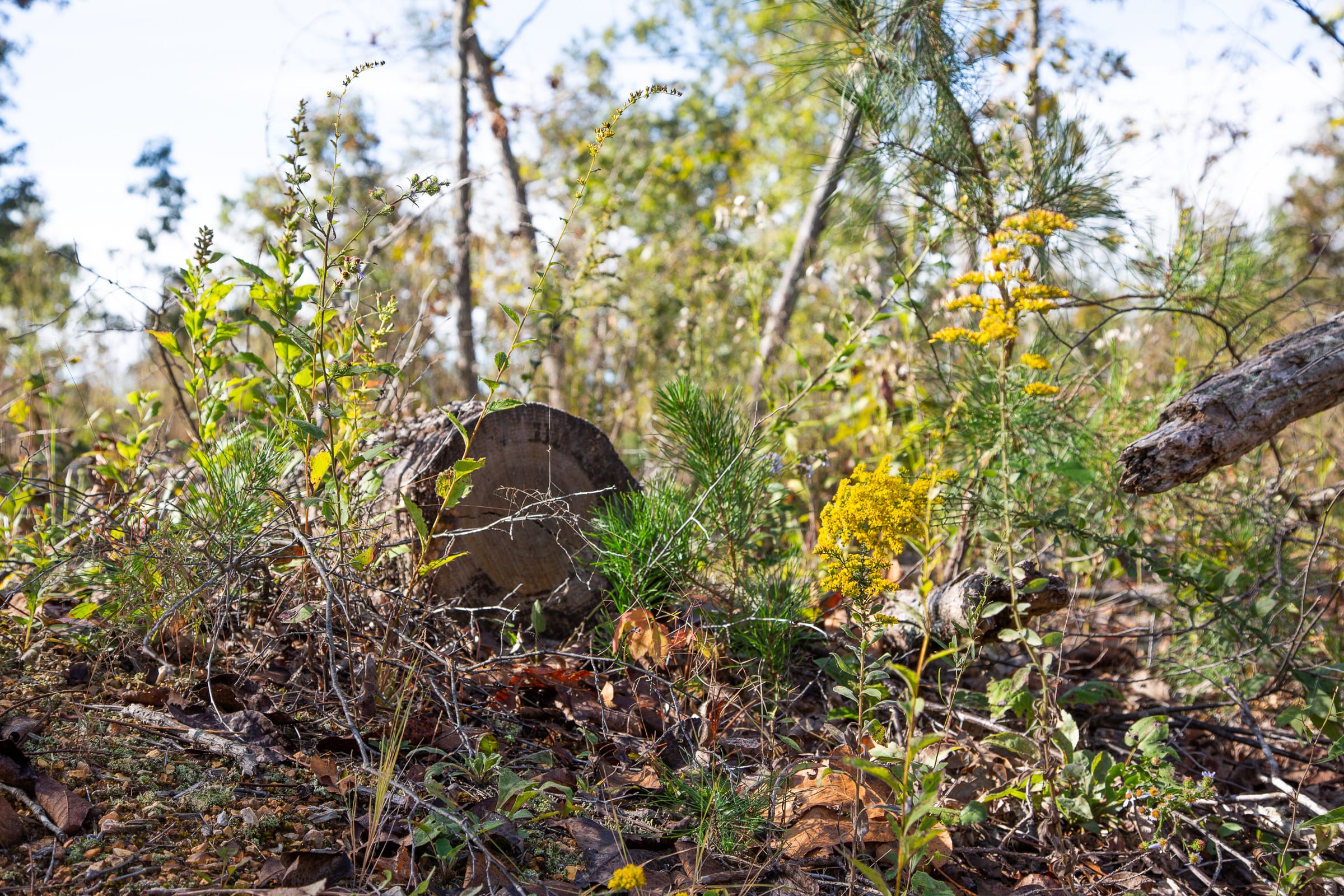 Borgmann’s Hollow Phase IV photo 14