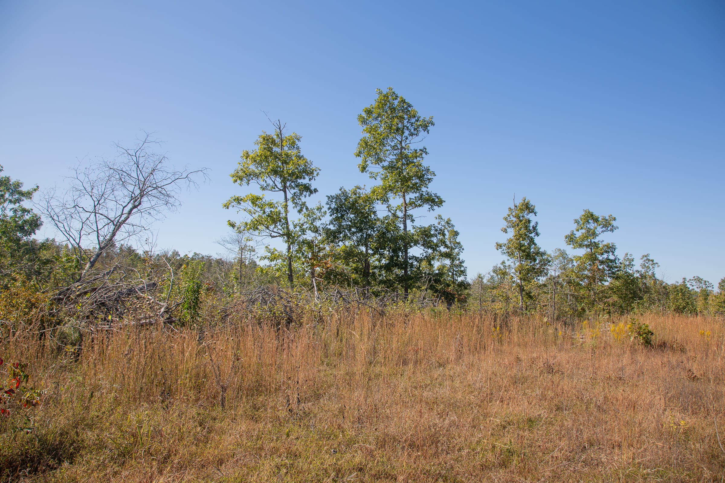 Borgmann’s Hollow Phase IV photo 4