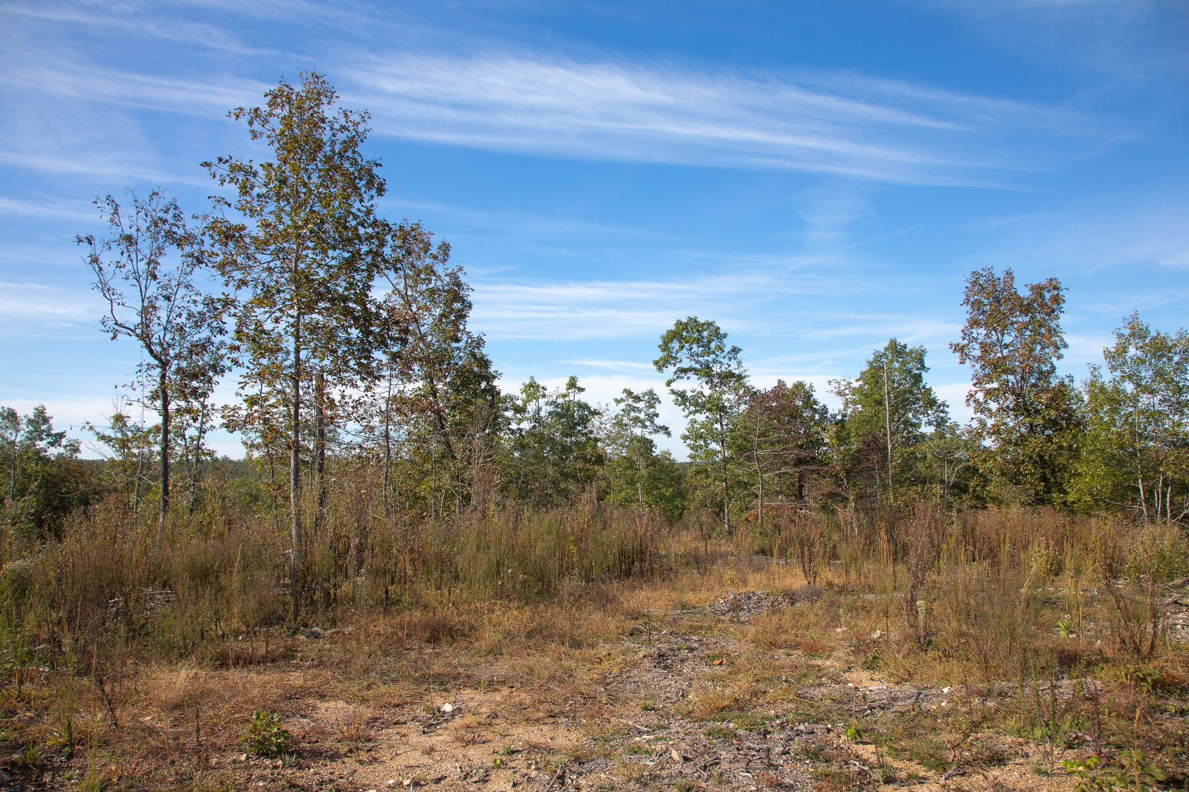 Borgmann’s Hollow Phase IV photo 11
