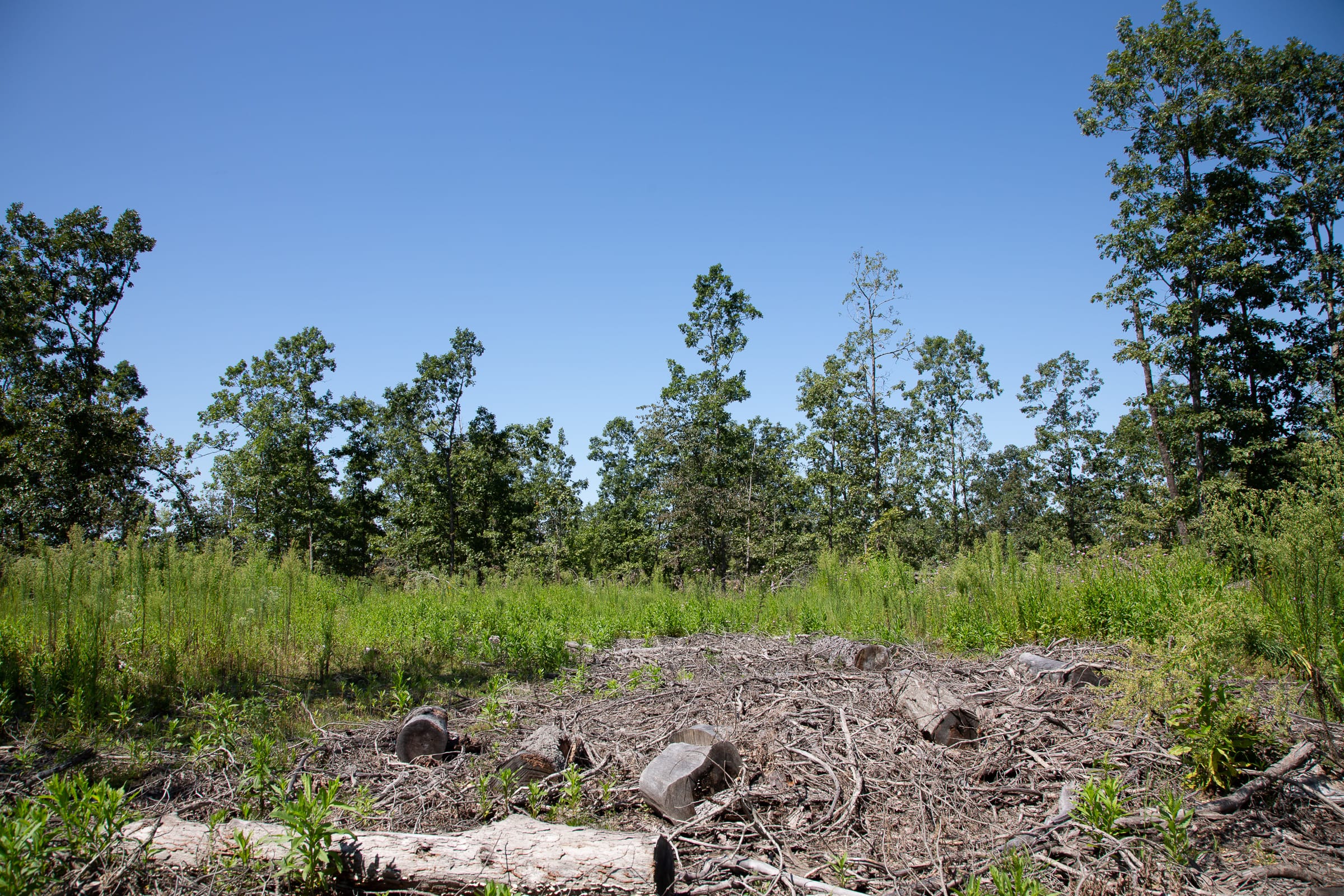 Borgmann’s Hollow Phase III photo 3