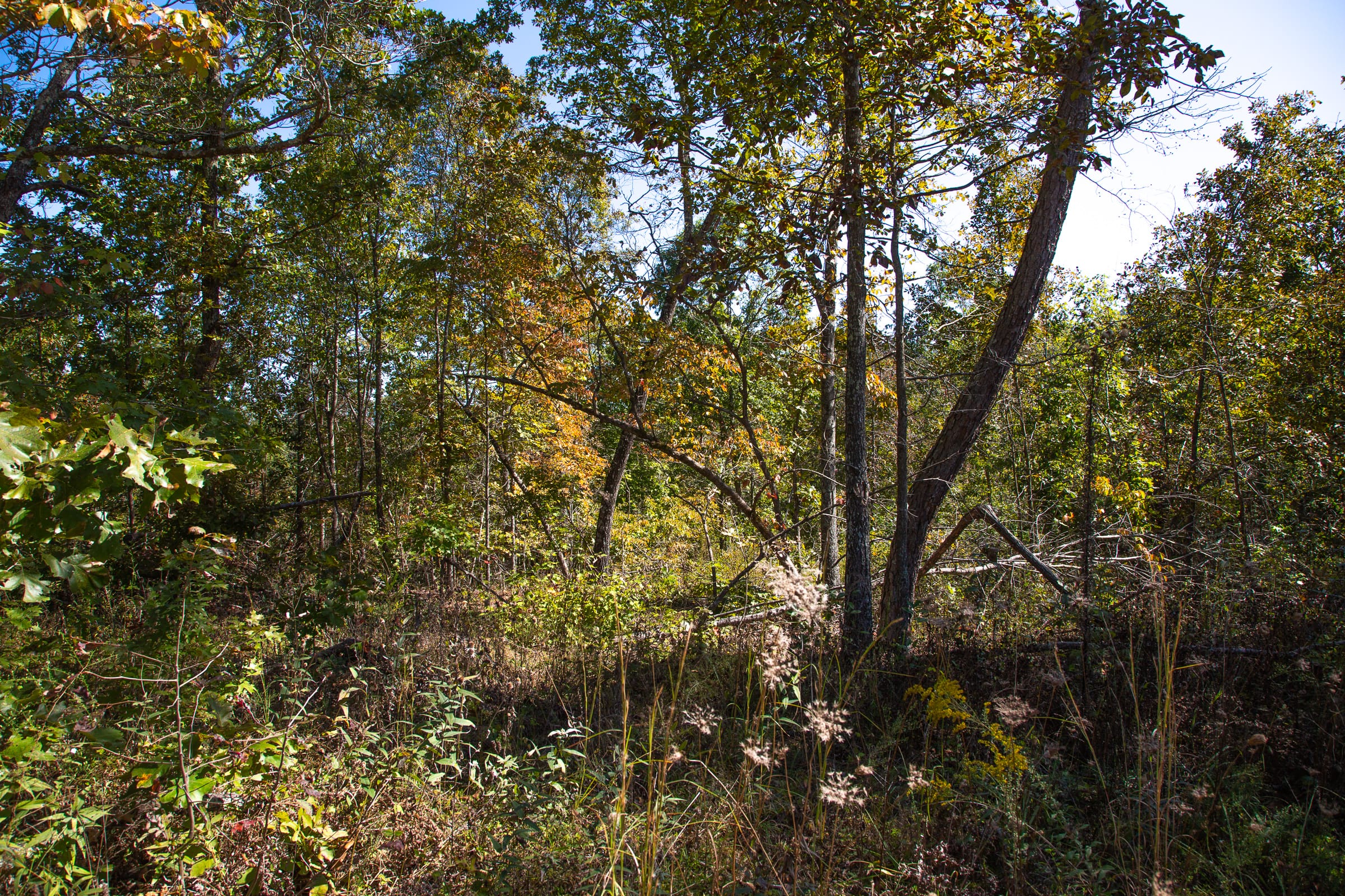 Borgmann’s Hollow Phase III photo 10