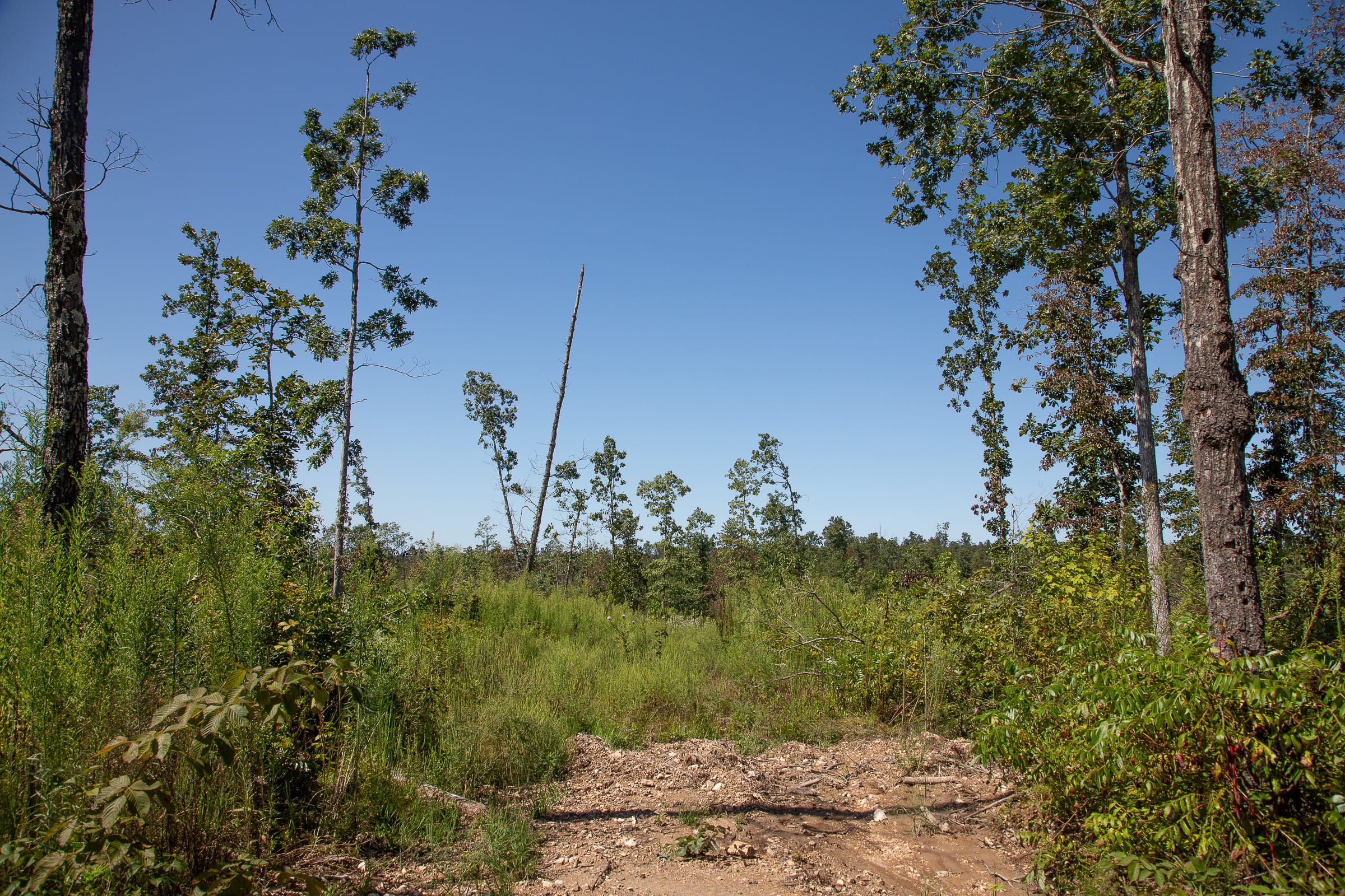 Borgmann’s Hollow Phase III photo 4