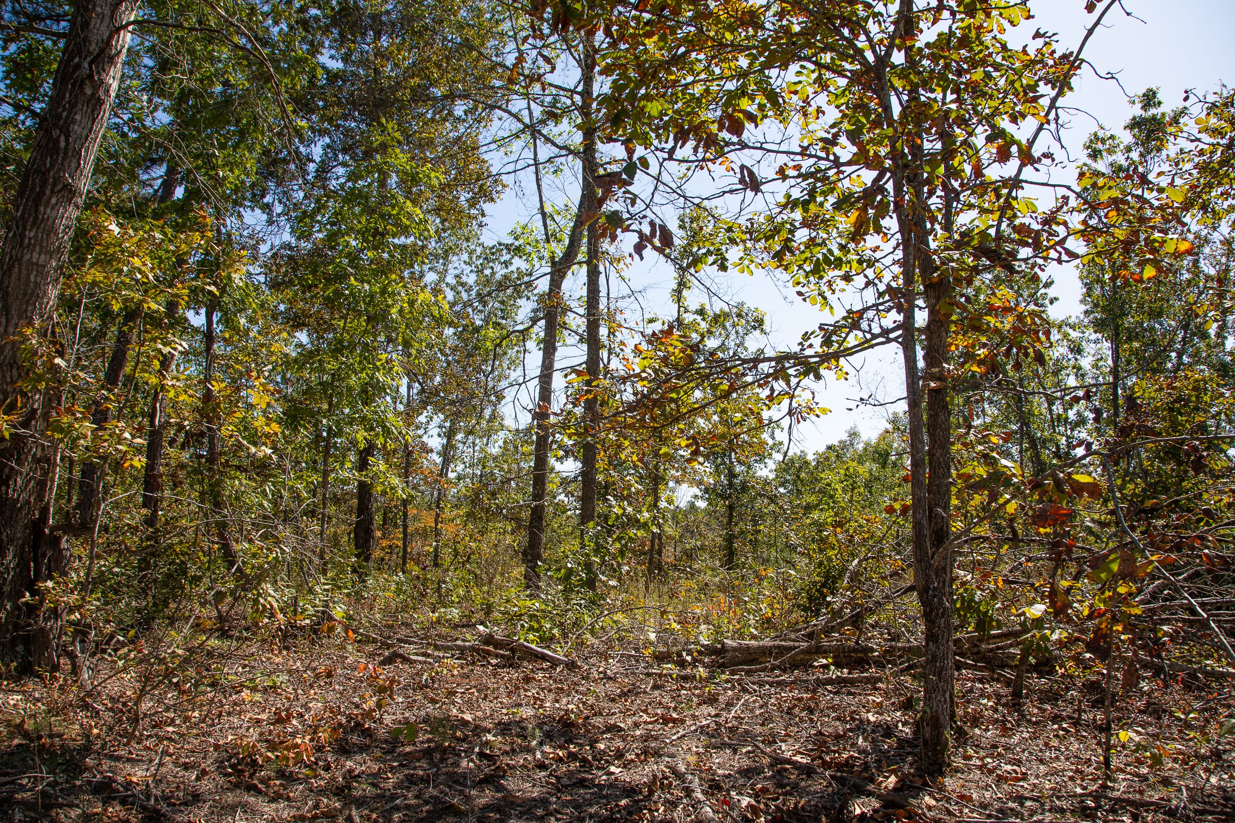 Borgmann’s Hollow Phase III photo 6