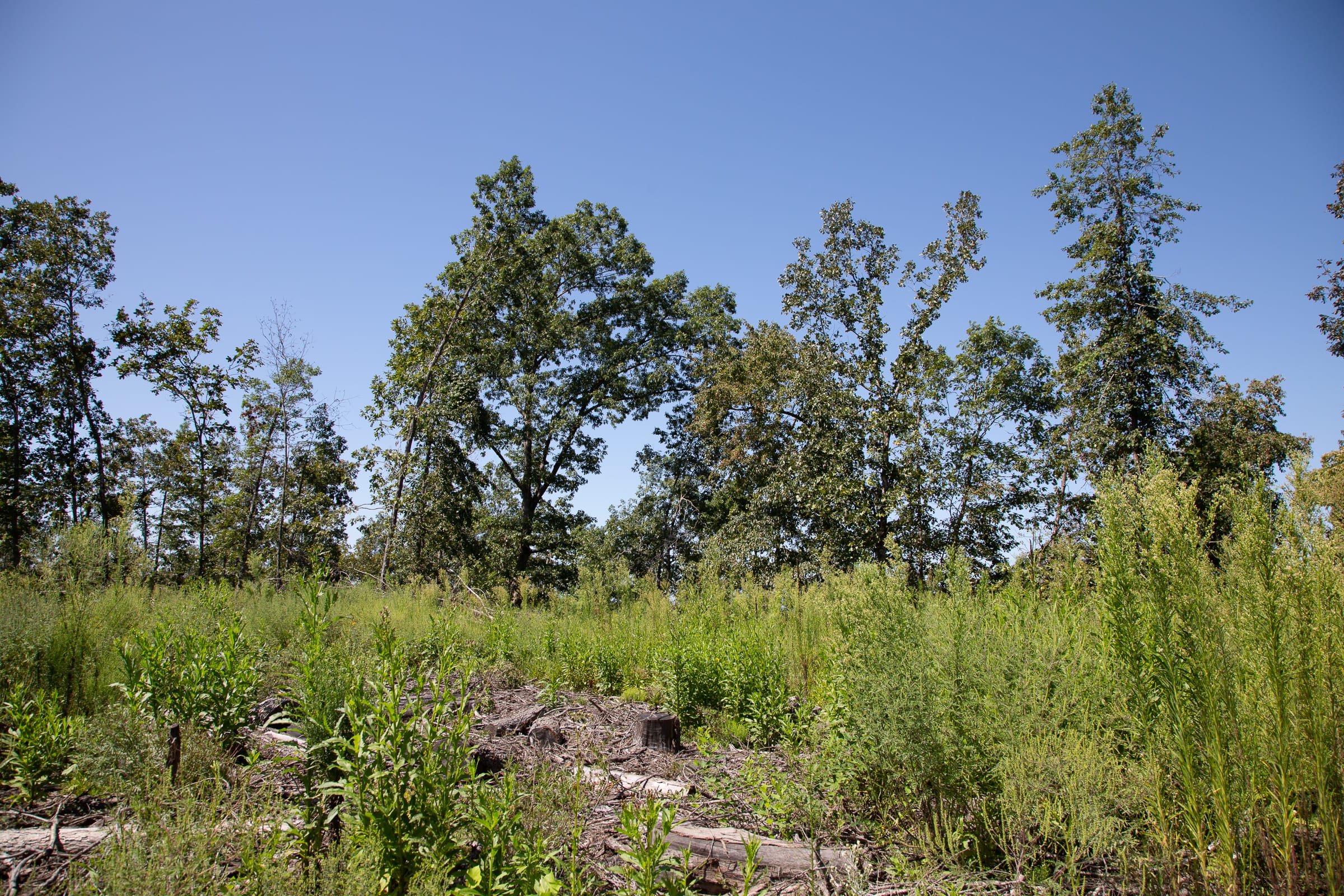 Borgmann’s Hollow Phase III photo 2