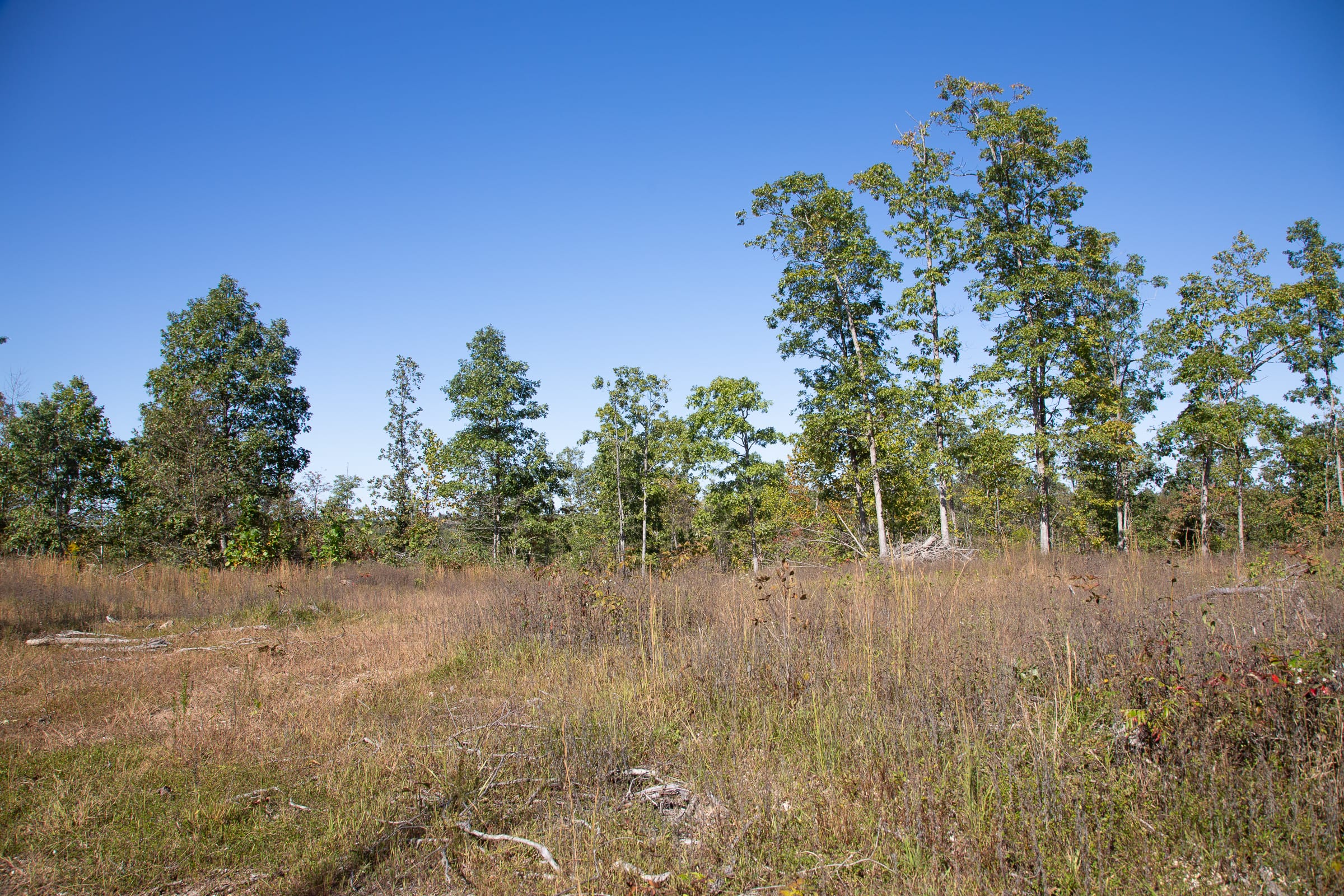 Borgmann’s Hollow Phase III photo 14