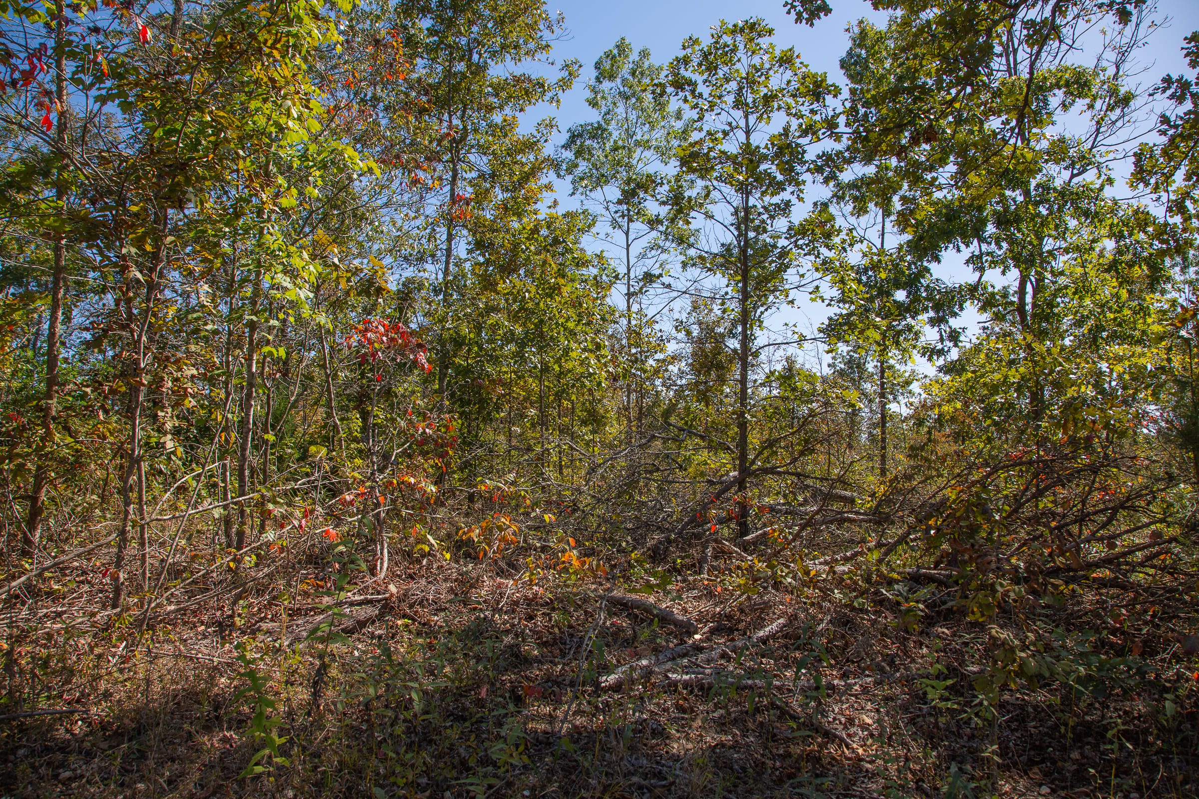 Borgmann’s Hollow Phase III photo 5