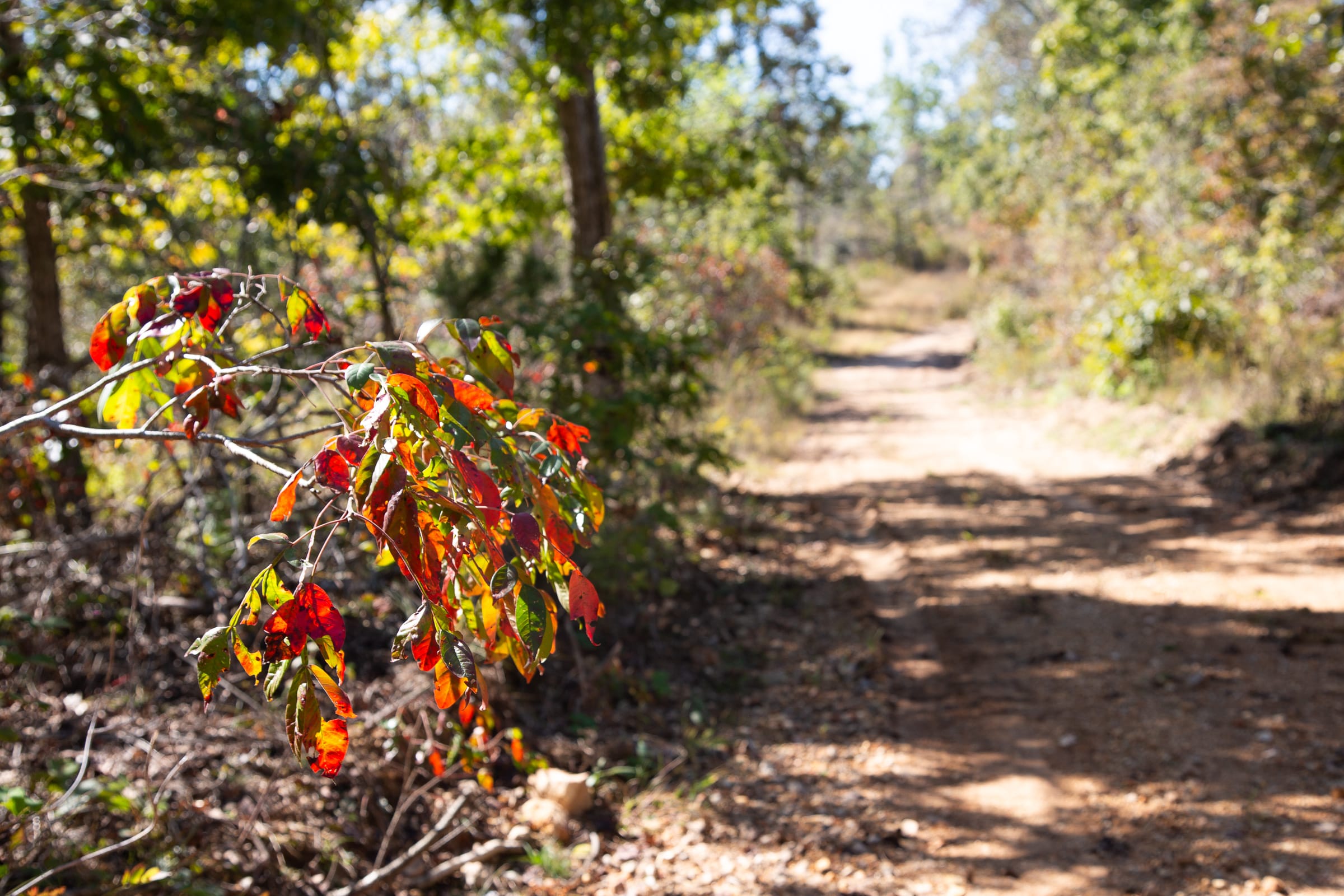 Borgmann’s Hollow Phase III photo 13
