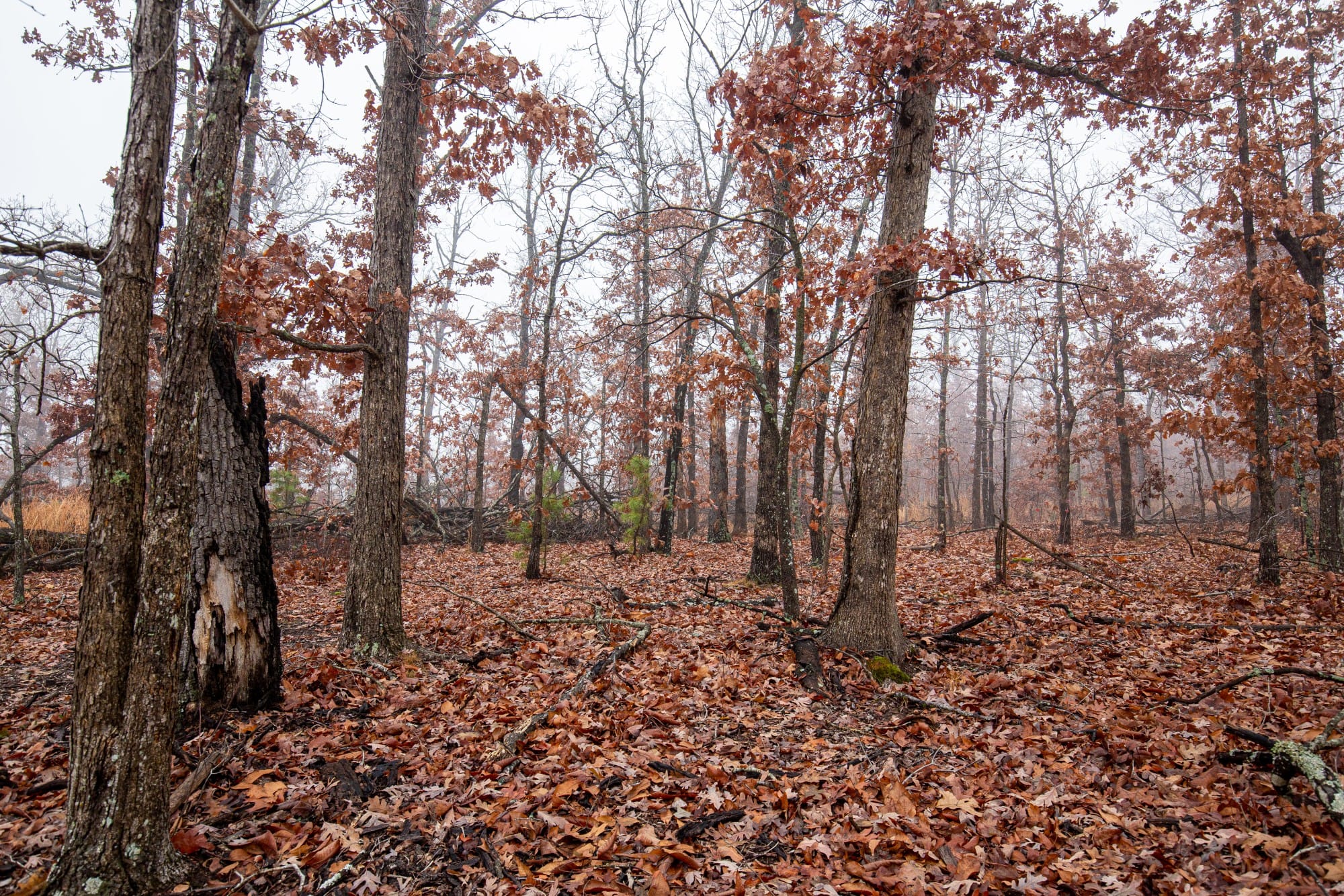 Carter’s Crossing photo 14