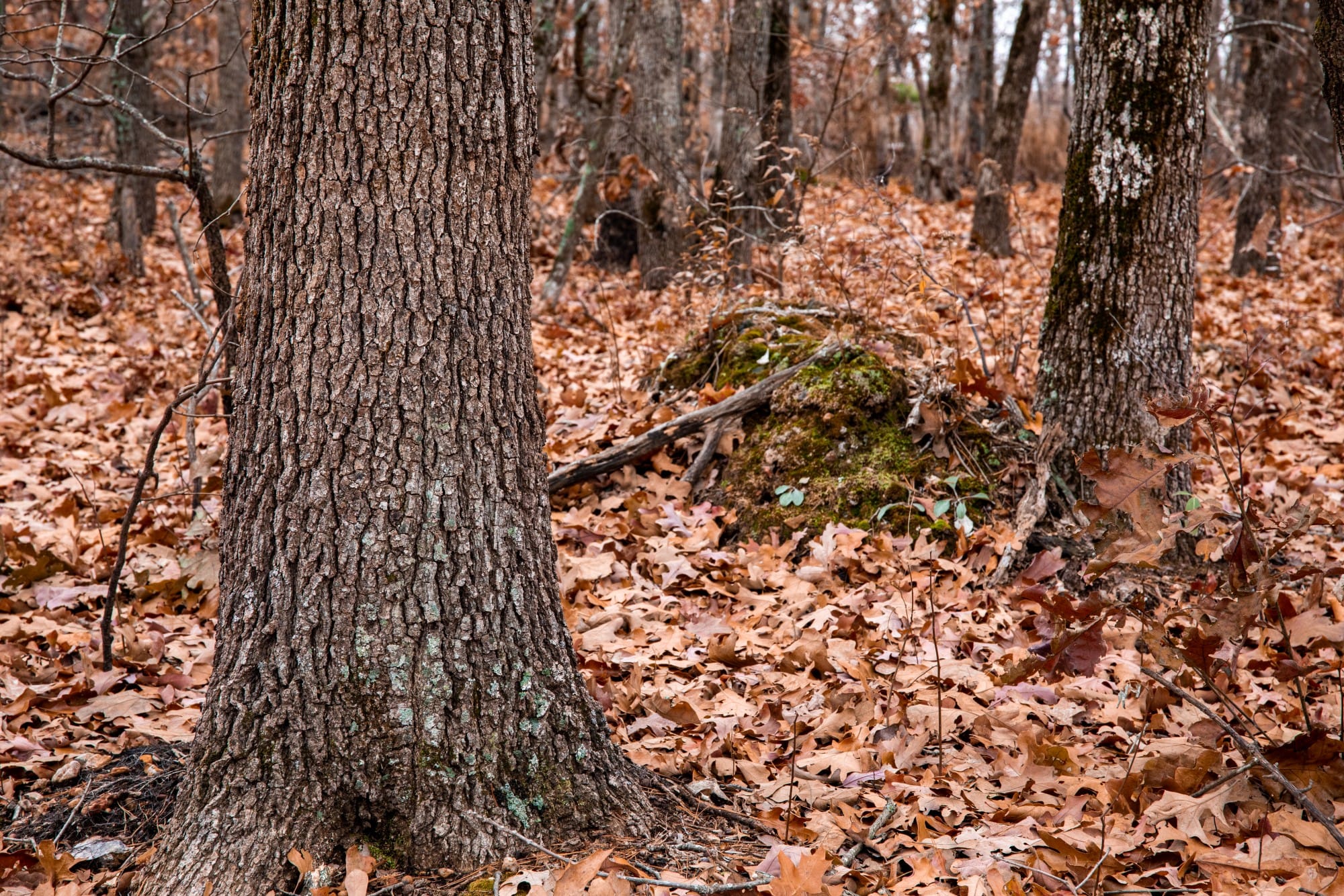 Carter’s Crossing photo 9