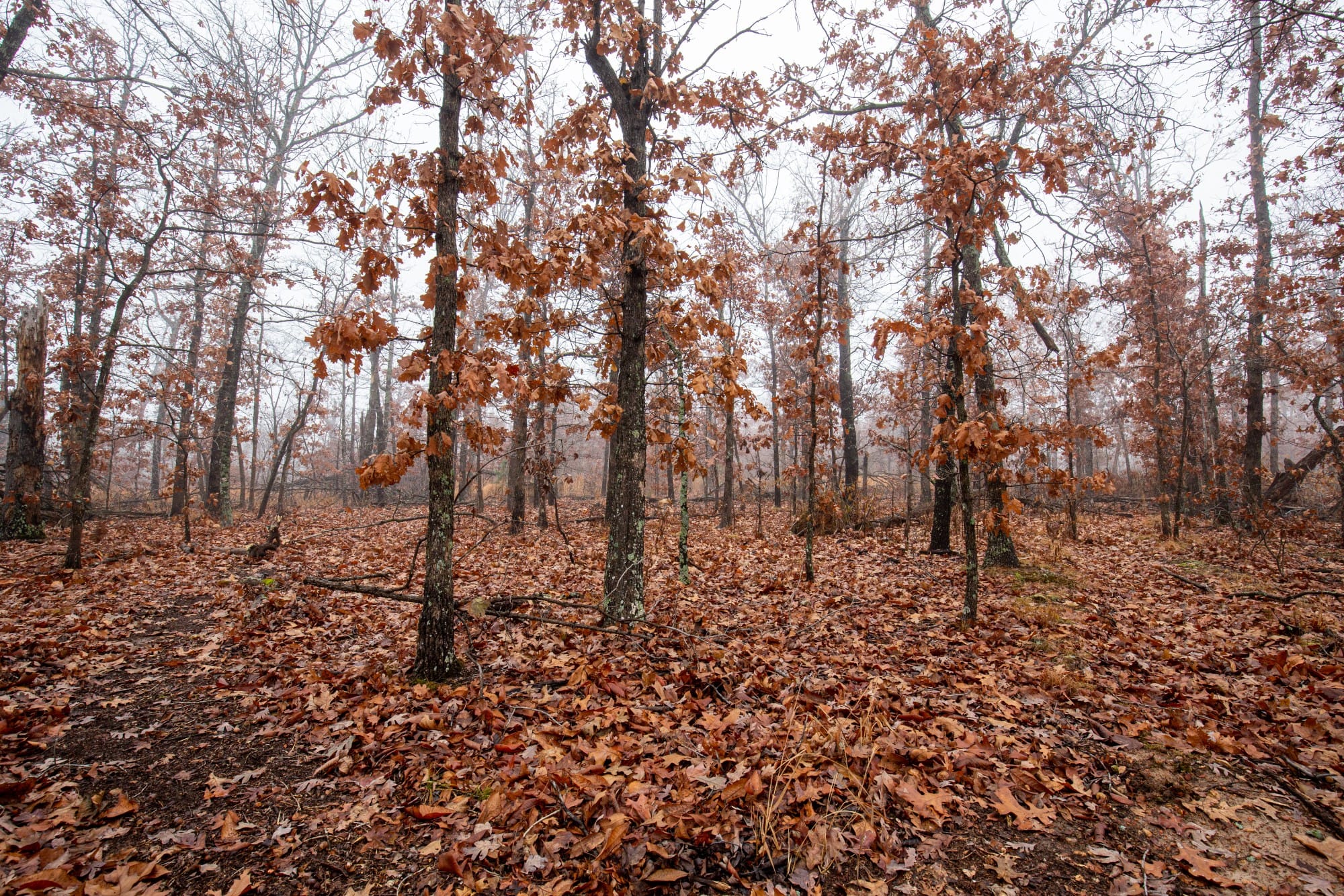 Carter’s Crossing photo 12