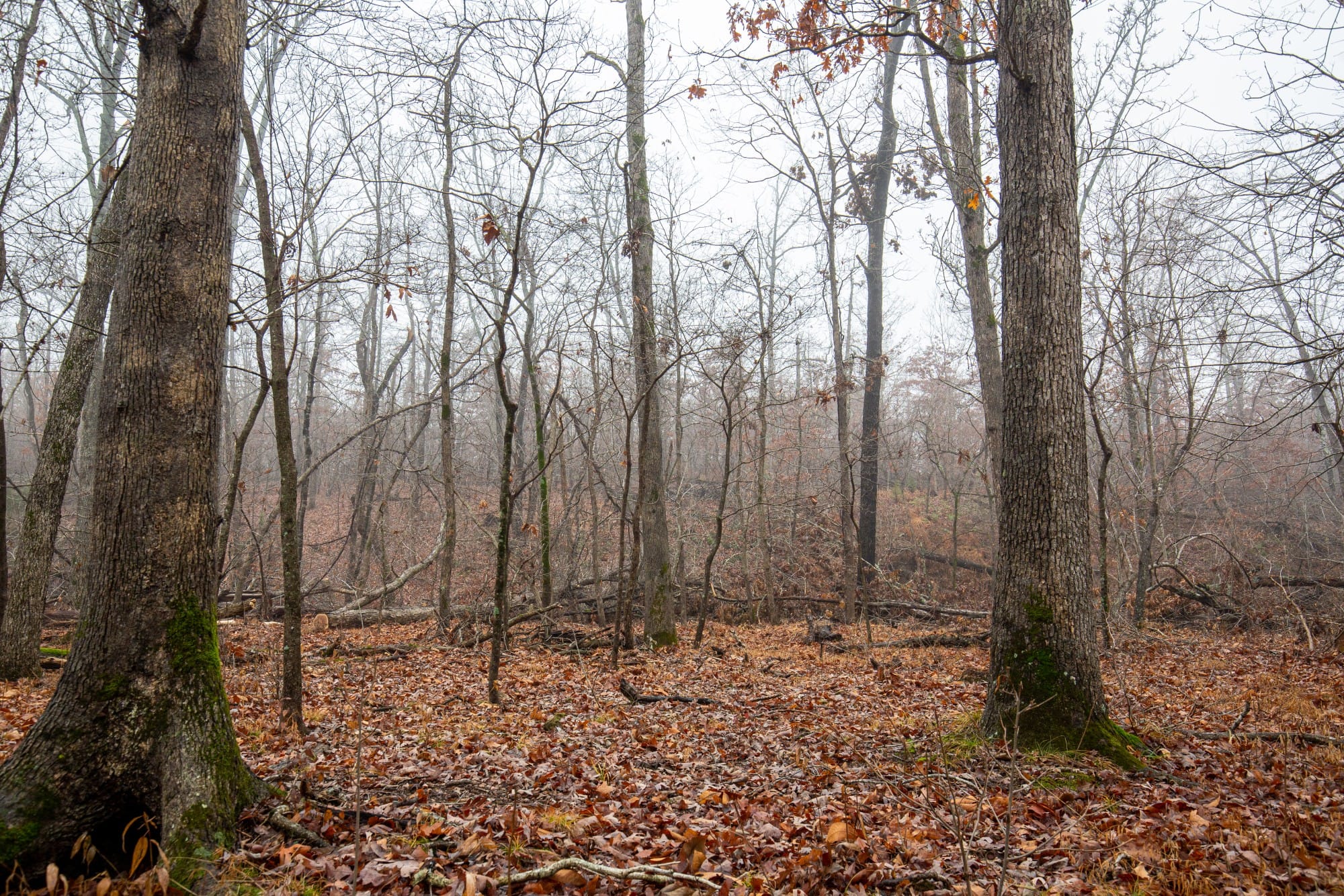 Carter’s Crossing photo 18