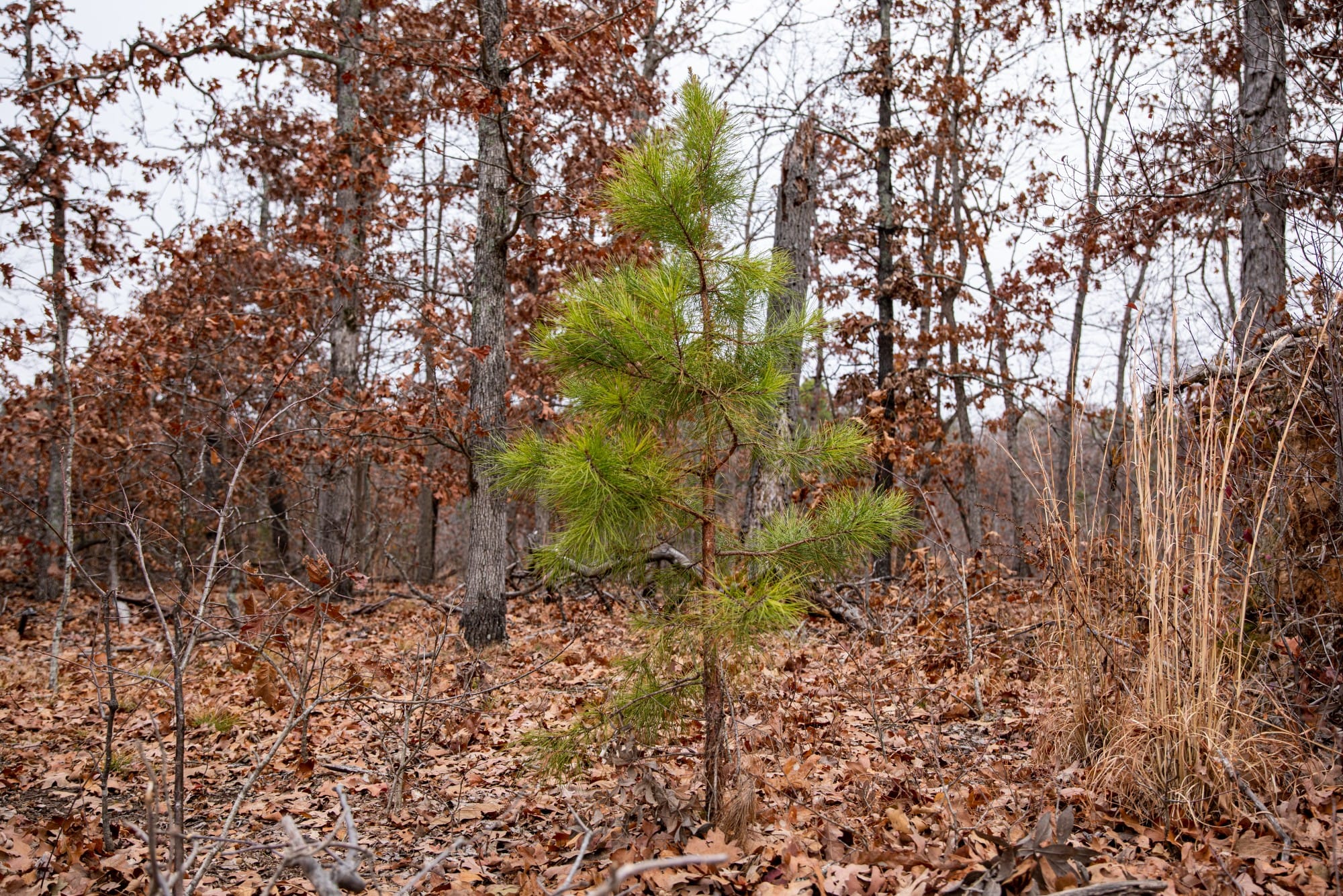 Carter’s Crossing photo 6