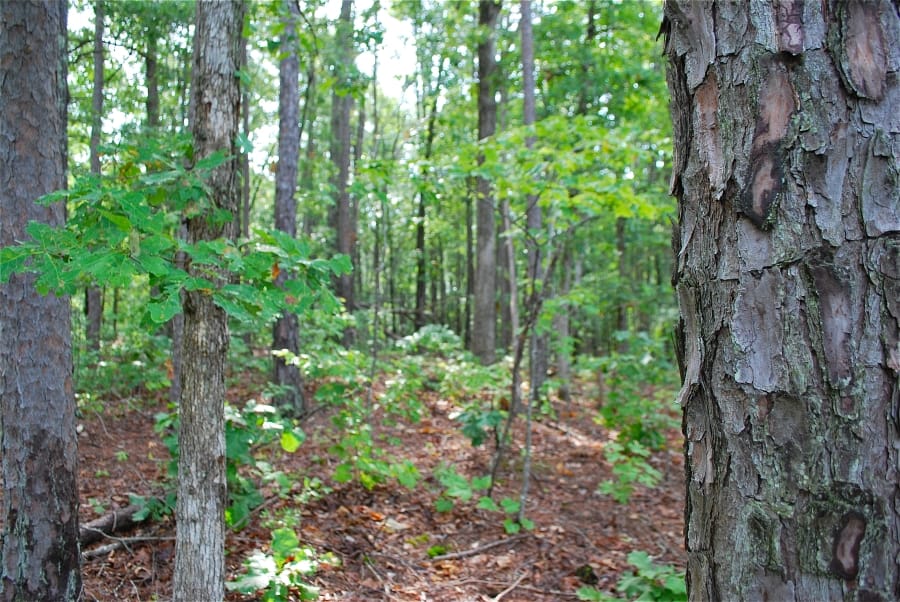 Antler Ridge photo 11