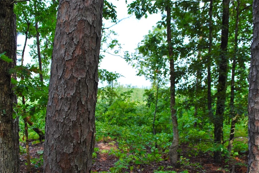 Antler Ridge photo 12