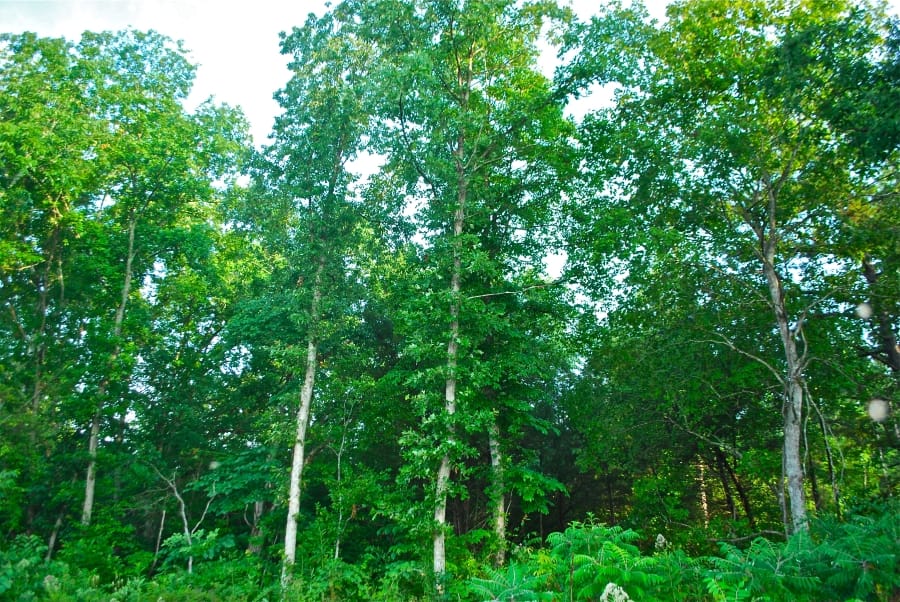 Antler Ridge photo 7