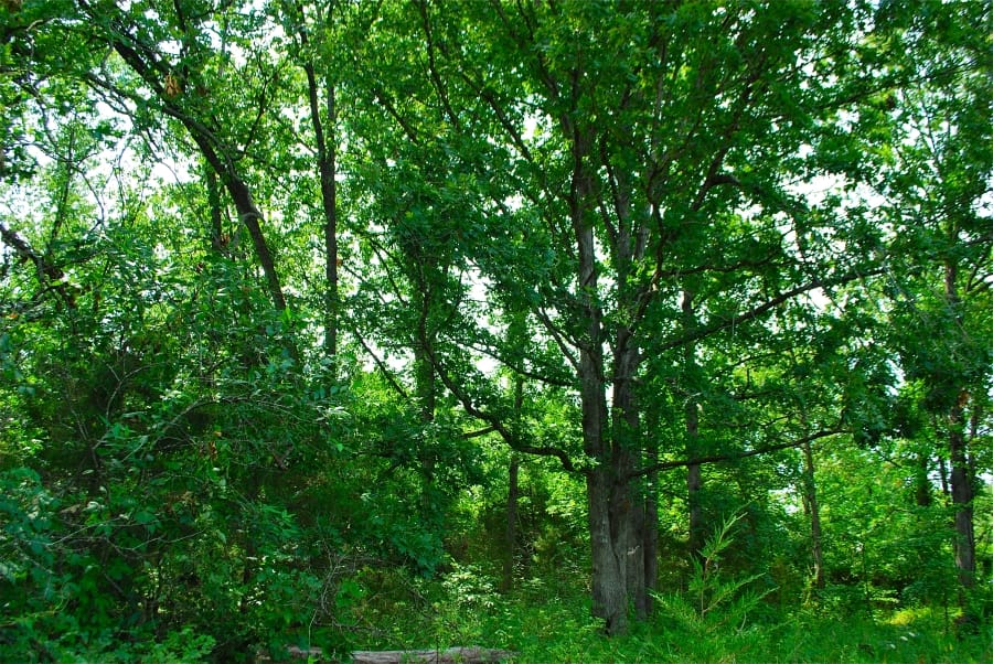Antler Ridge photo 13