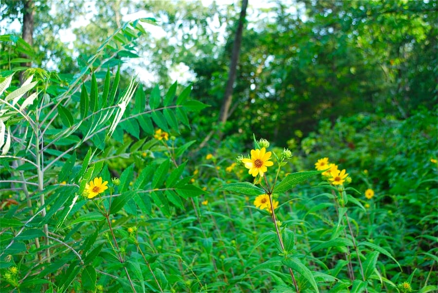 Antler Ridge photo 9