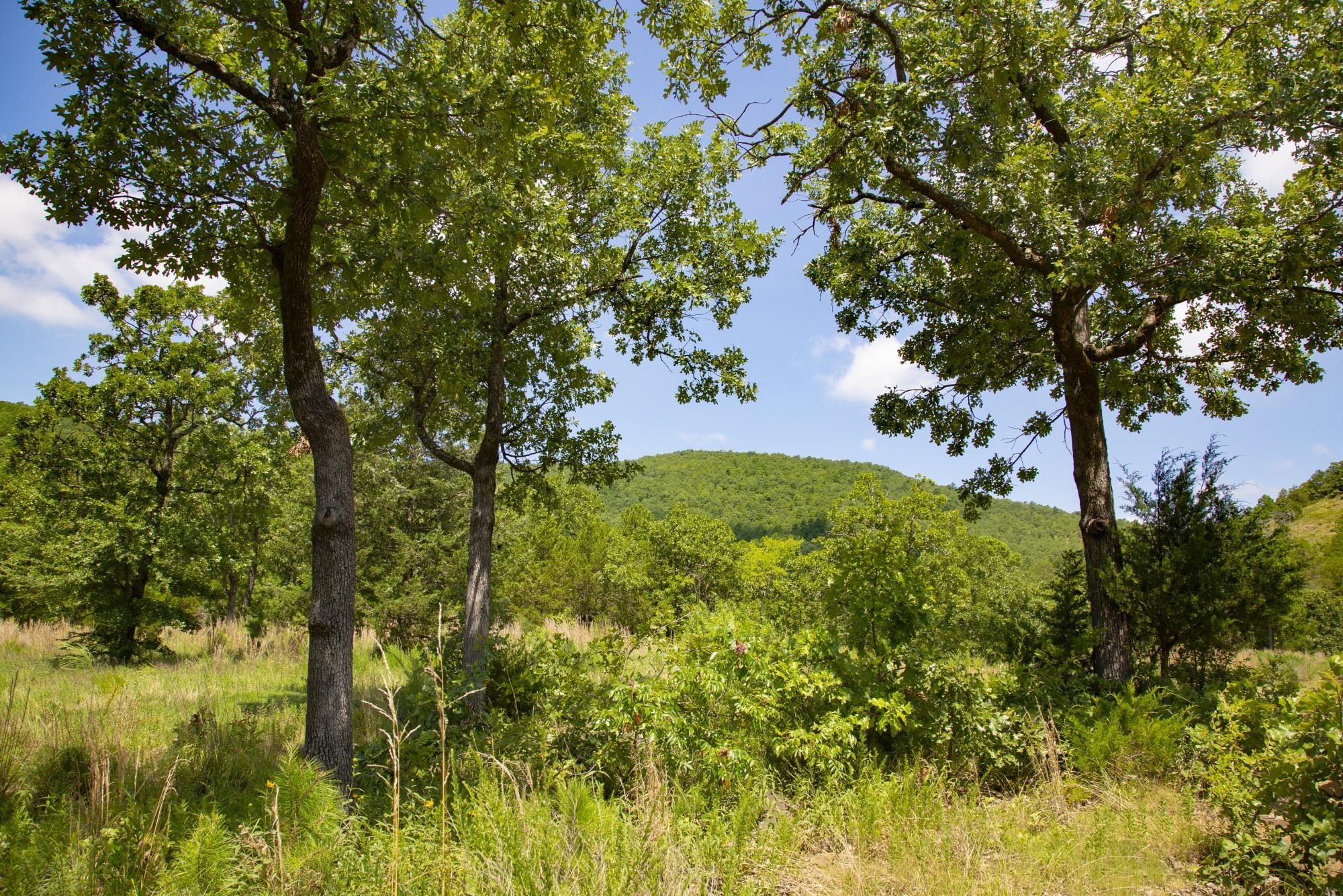 Tyler Stone Ranch photo 17