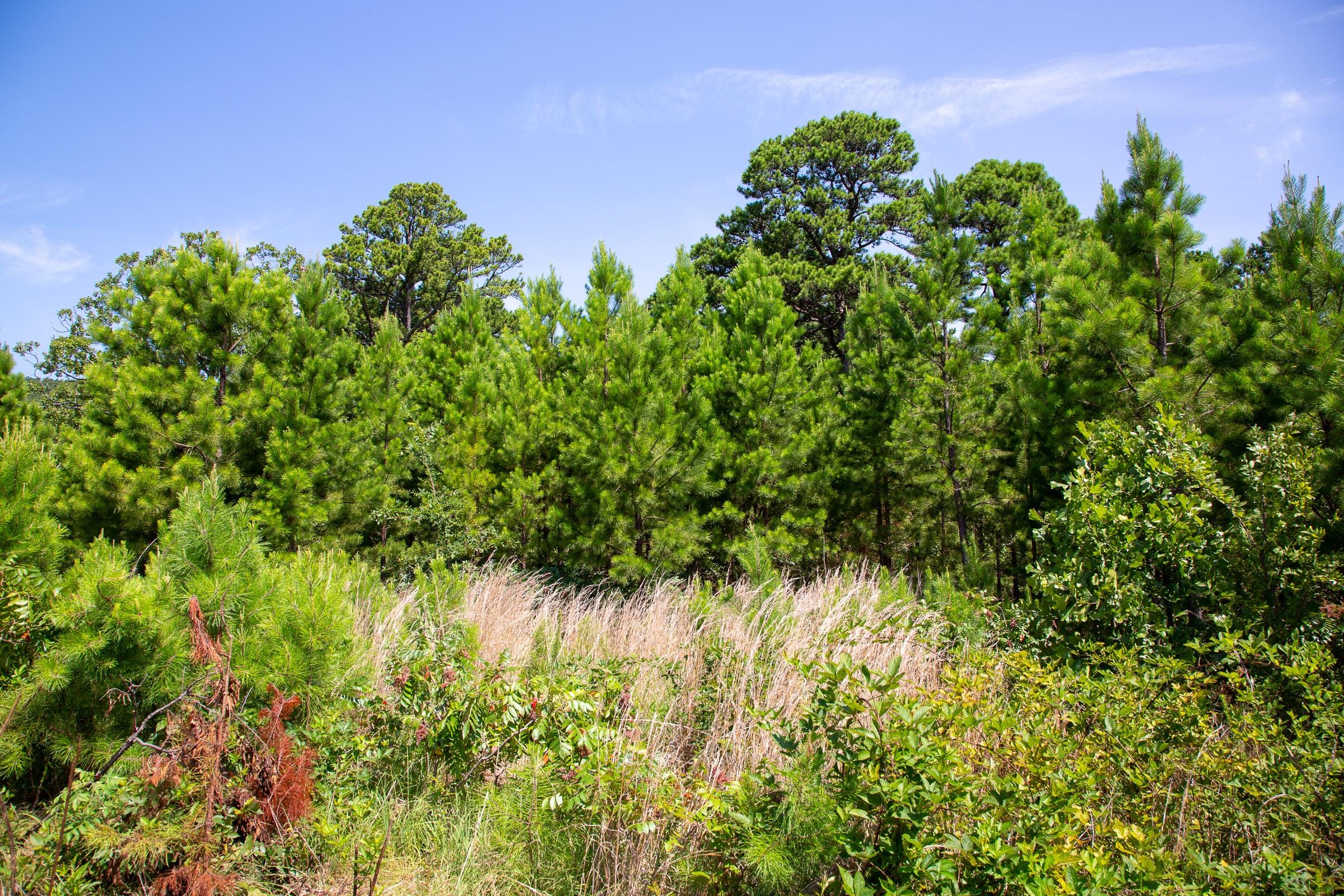 Tyler Stone Ranch photo 11