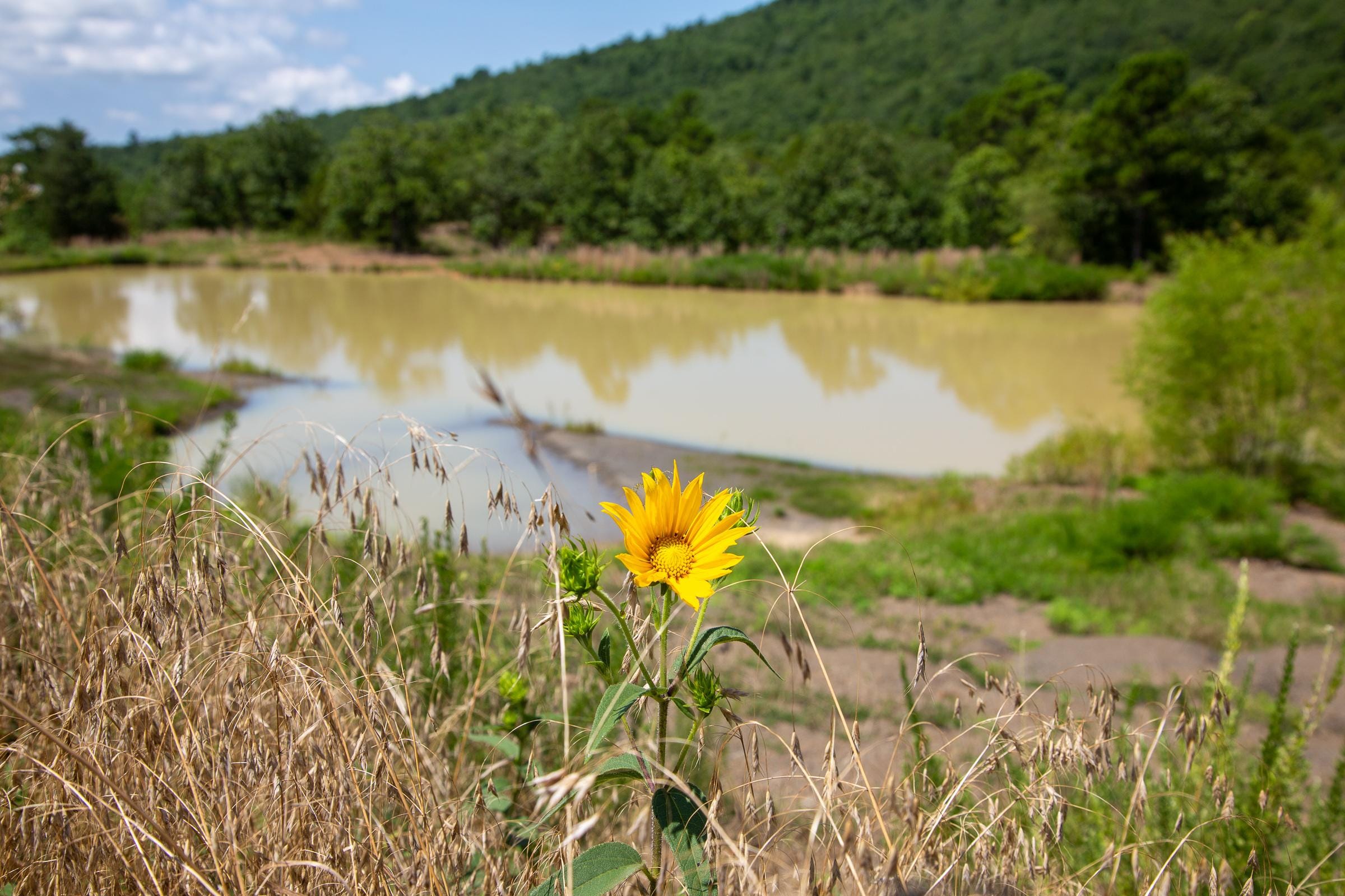 Tyler Stone Ranch photo 15